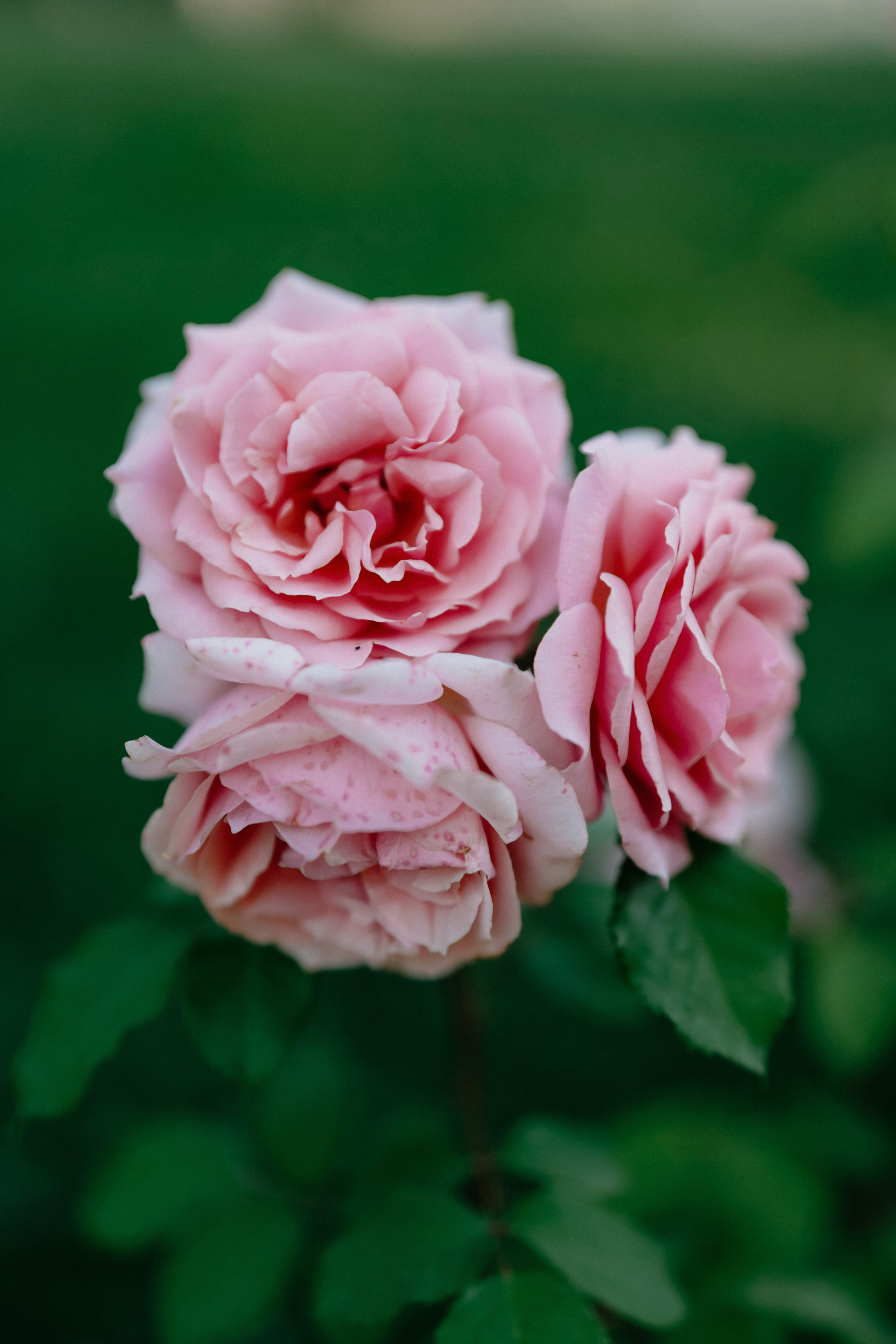 Фестиваль роз. Фотограф в Москве Дмитрий Рогов