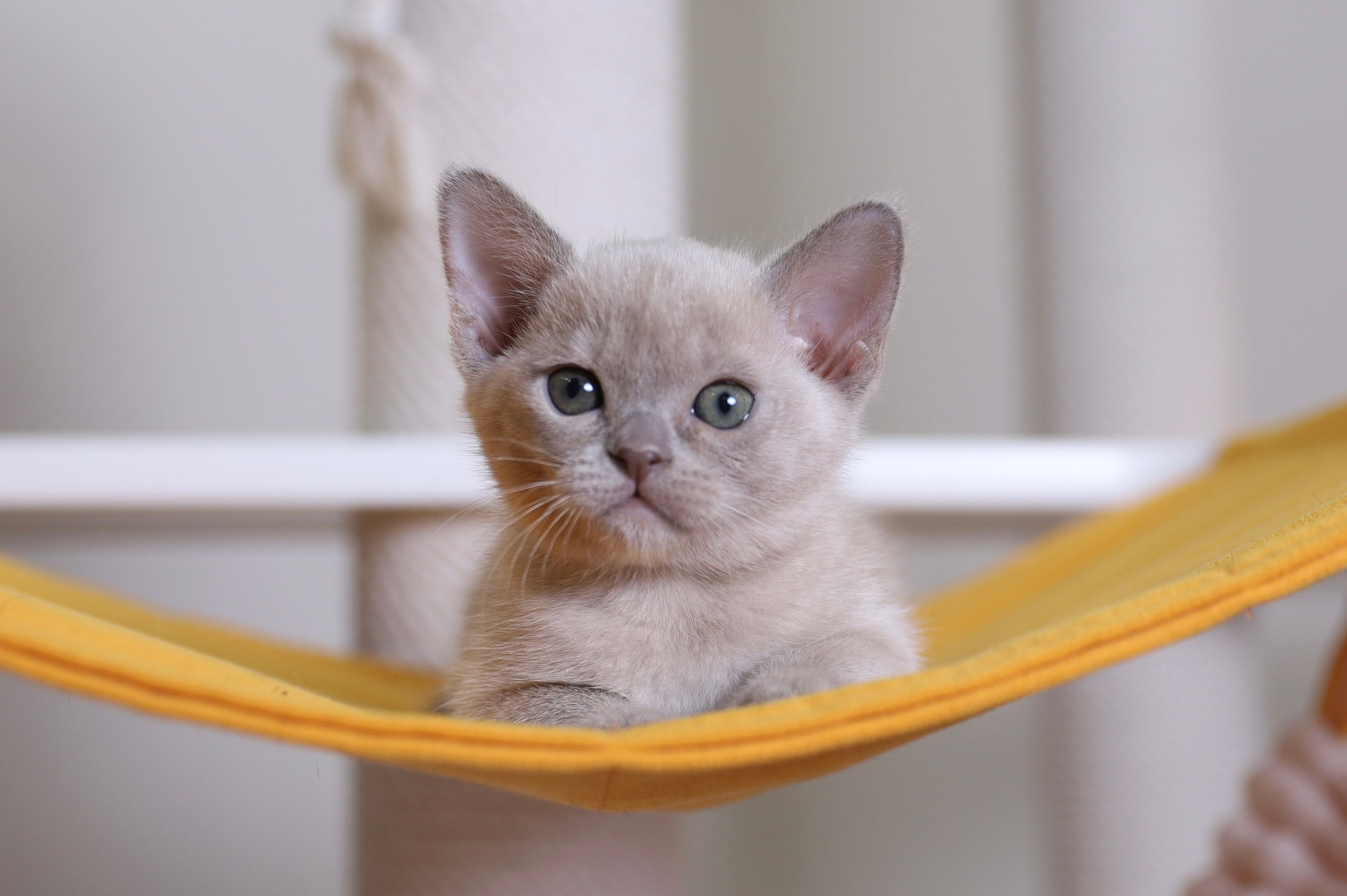 В. Cash. Cattery “Bouncy Life”