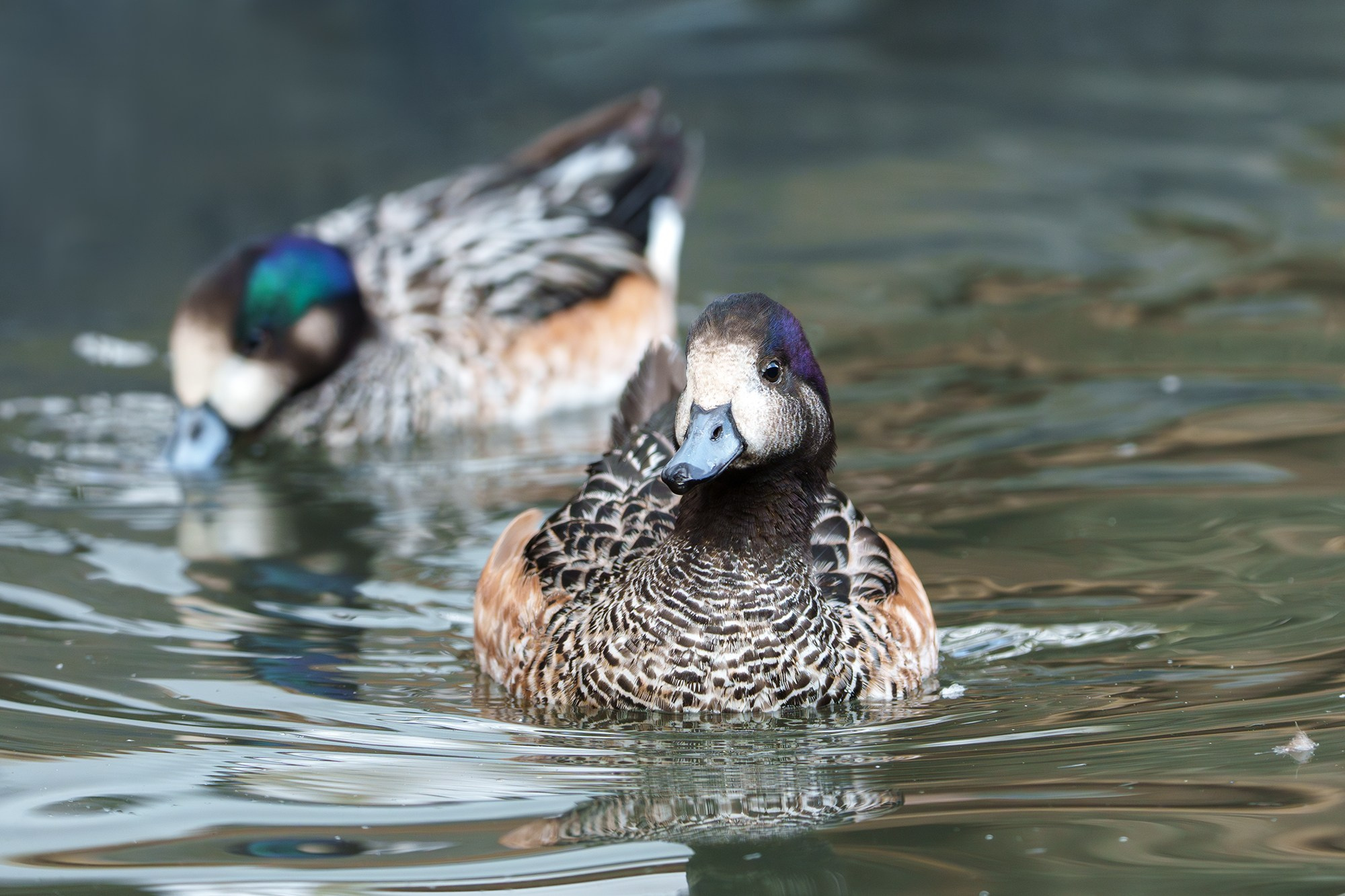 Удивительные мир птиц. Вокруг нас столько прекрасного — присмотритесь!. Ваш личный фотограф Марина Волкова