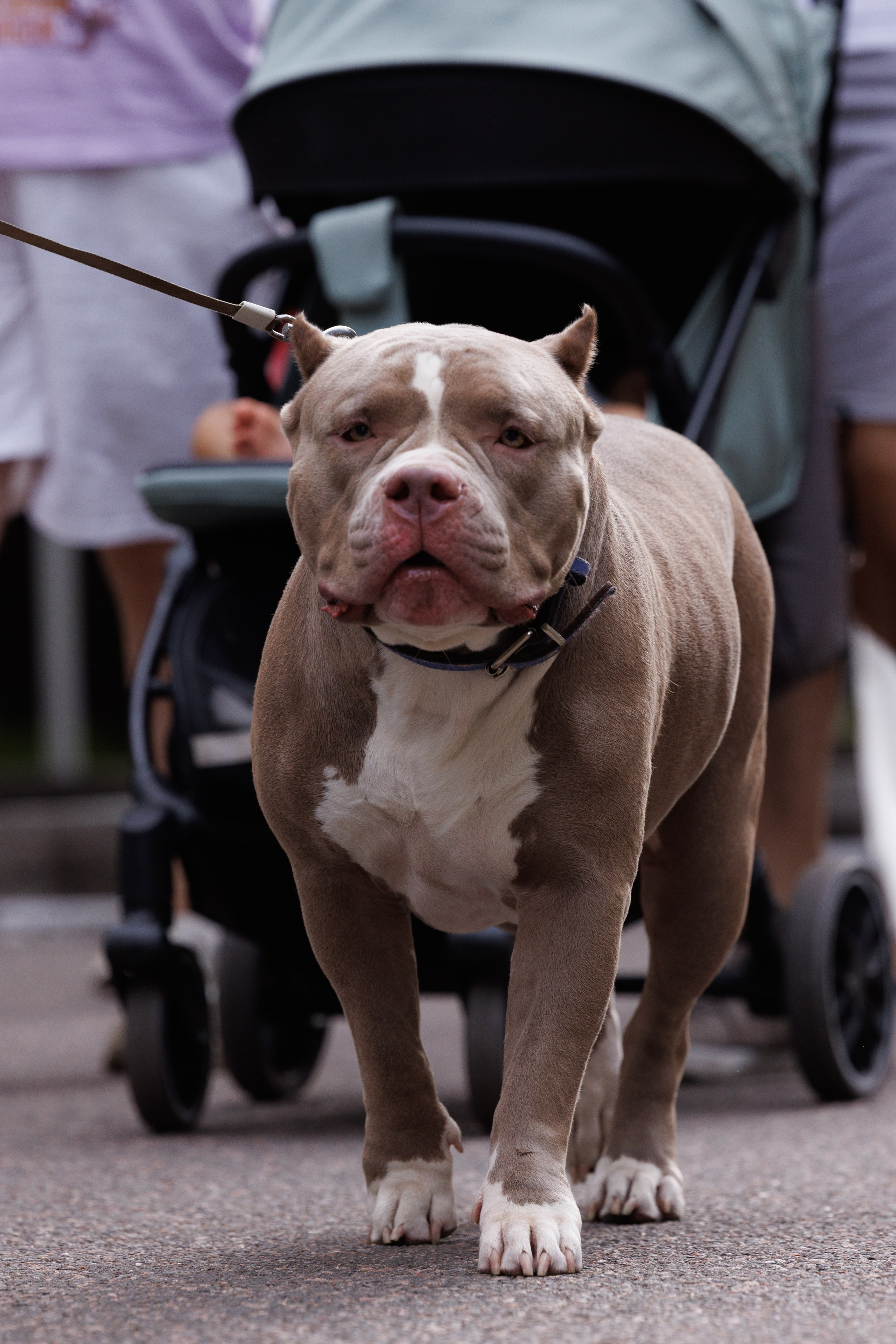 PetShopDays2026. Фотограф Александр Заломаев