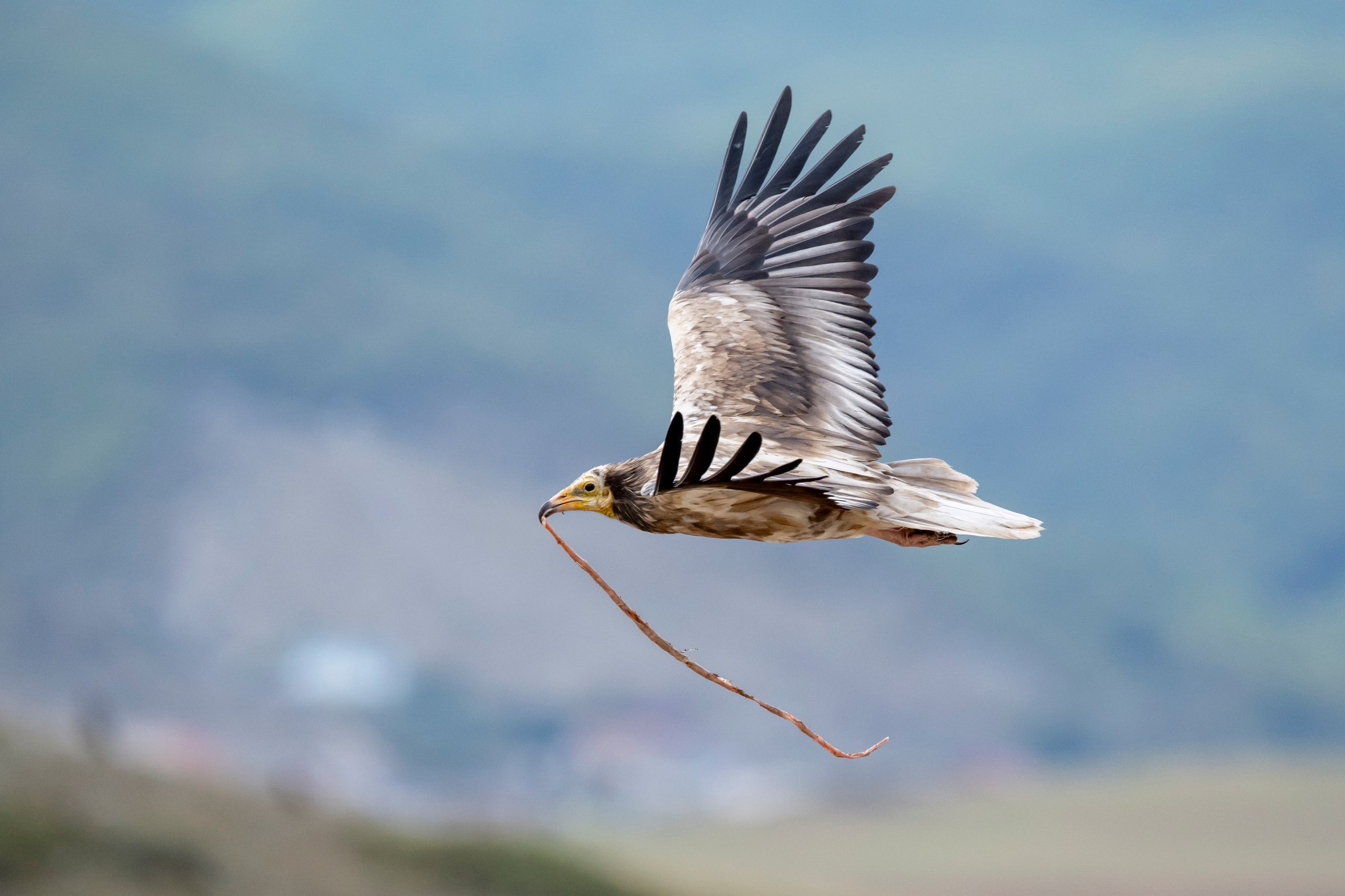 Природа Дагестана, сентябрь 2024. Foto-Zuev фотография как искусство