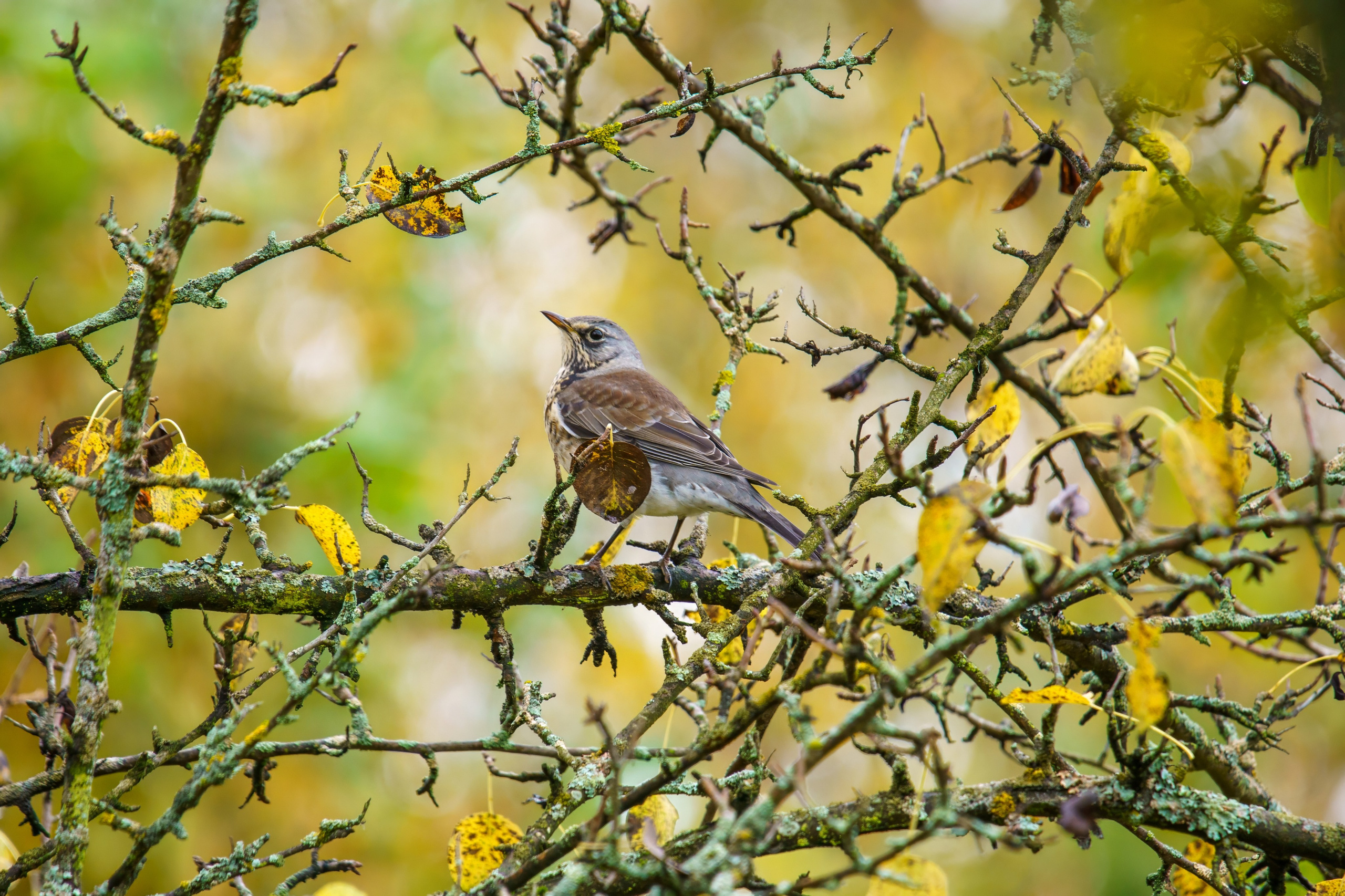 Animals — Животные