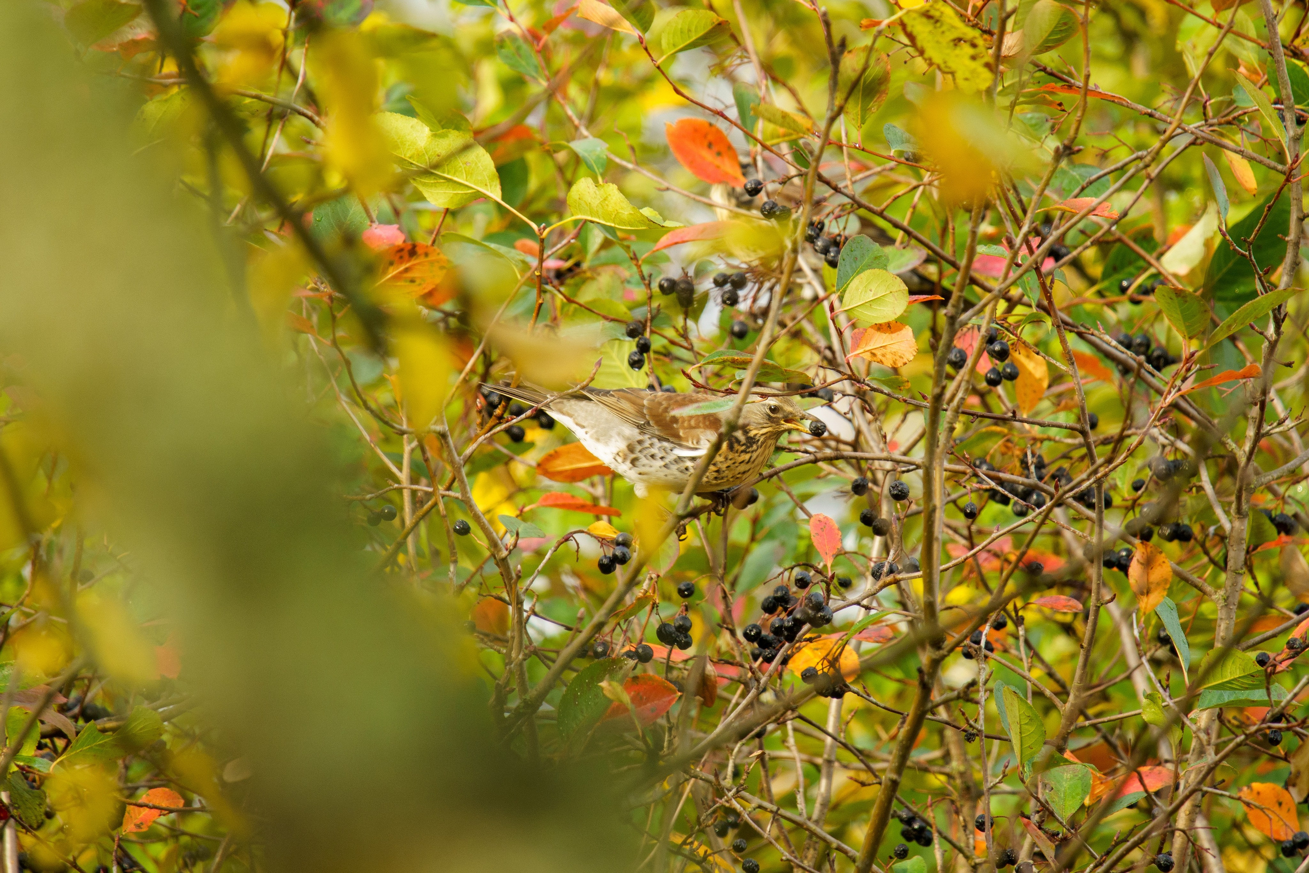 Animals — Животные