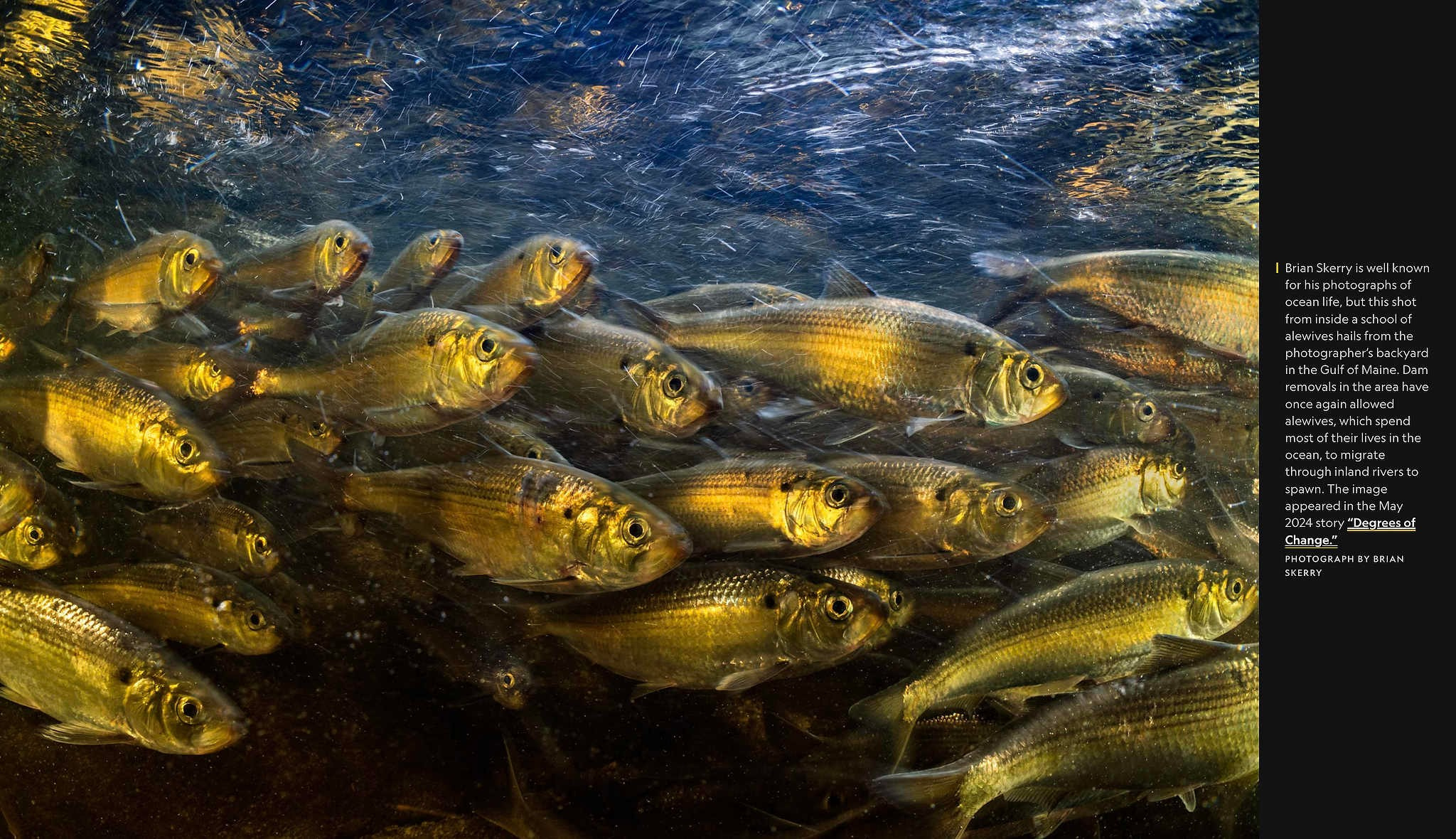 2024 год в объективе фотографов National Geographic. Фотограф Михаил Мордасов, Сочи. Мероприятия, портреты, спорт, репортаж