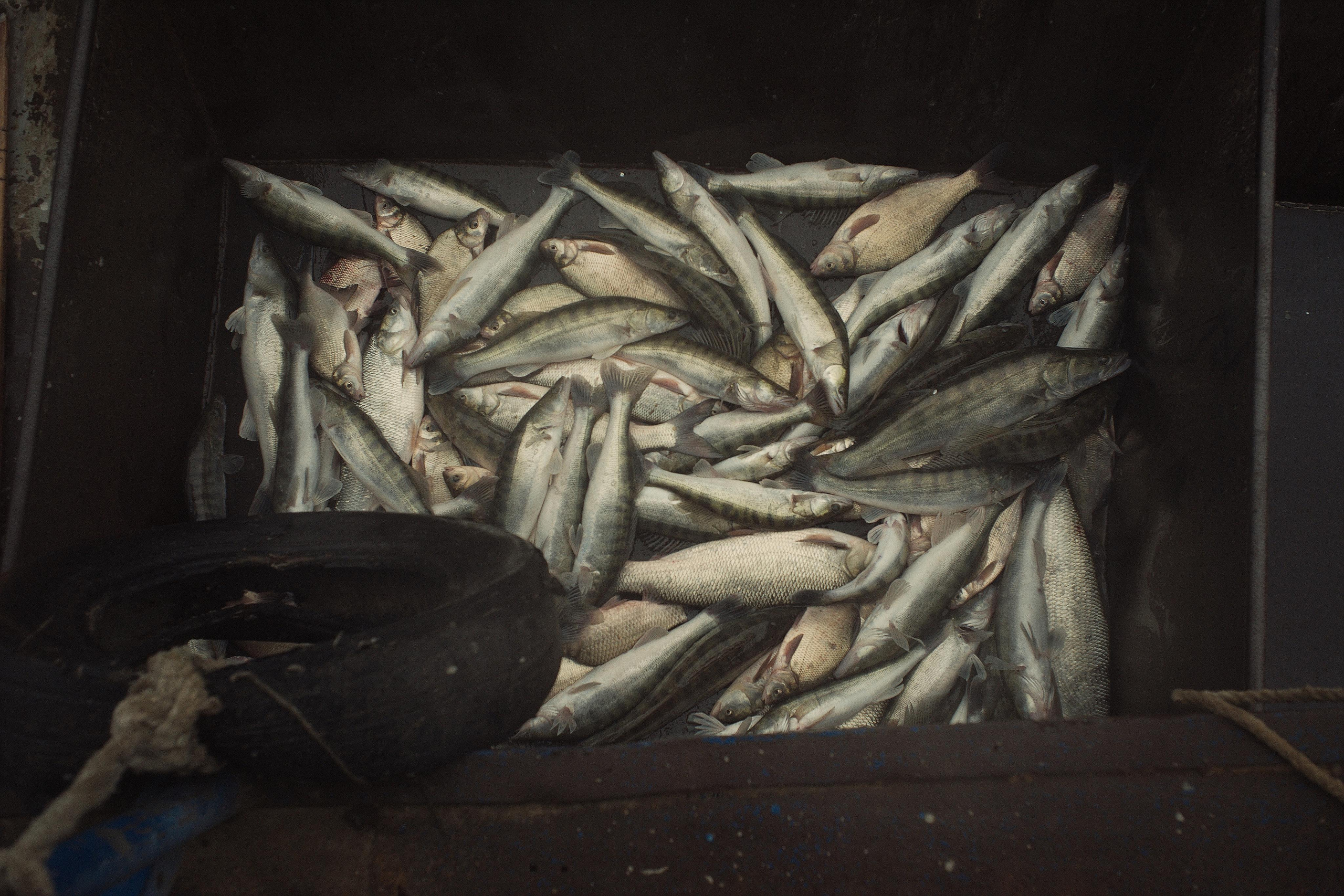 Failure to develop the catch quota by 70% threatens the enterprise with the fact that it can be forbid to work for two years. But the amount of fish caught cannot be predicted, for it depends on weather conditions. Developing the quota turns out to be a game of roulette