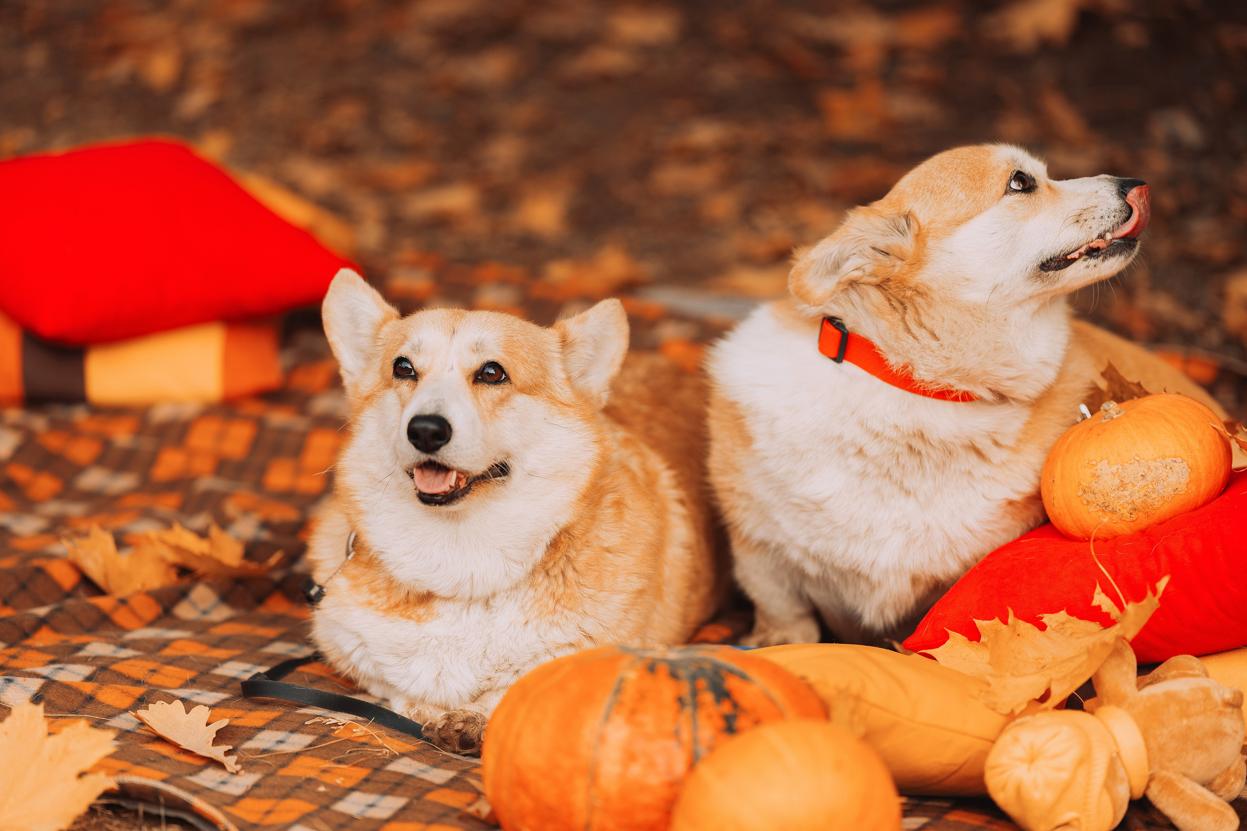 Золотая осень с корги. Свадебный и семейный фотограф в Рязани Датская Ксения