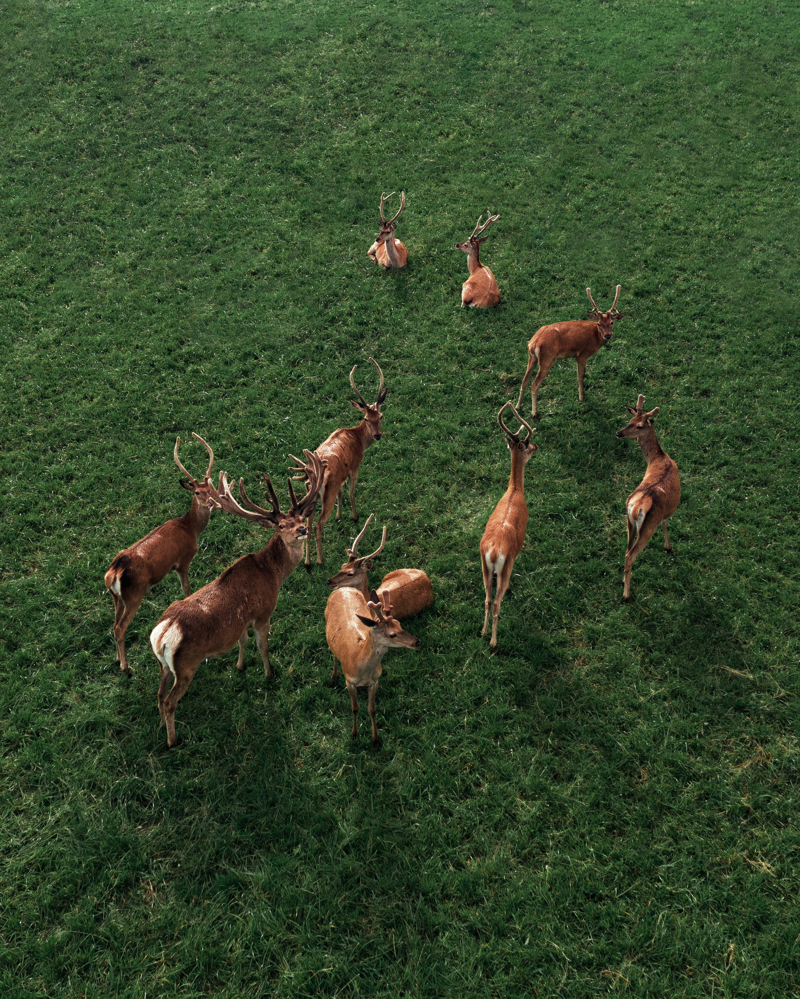 Дикие животные Чувашии. Фото птиц и млекопитающих. C H I L L S I D E — контент-фотограф и аэросъёмка в Чебоксарах