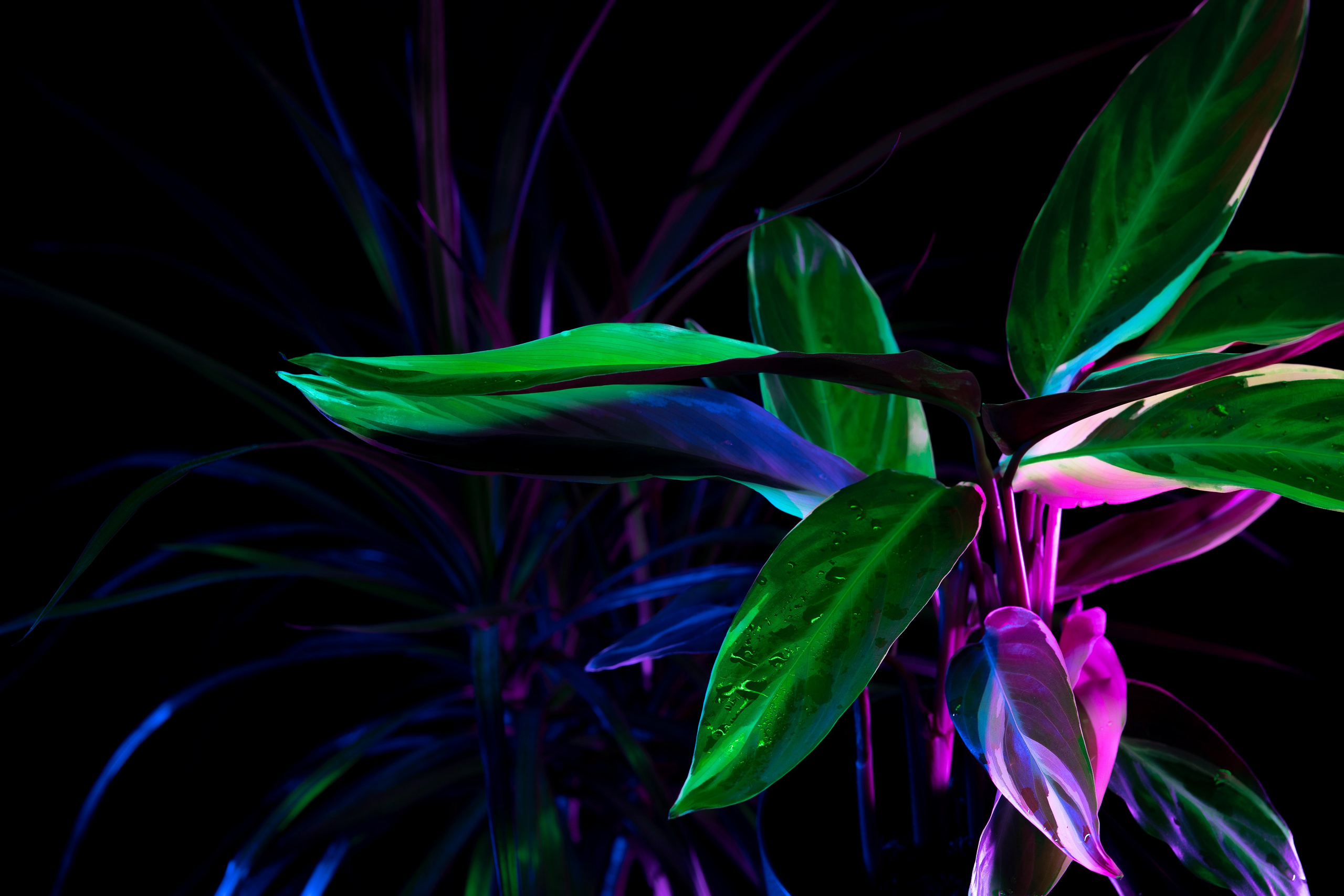 ЦВЕТНЫЕ ФОТОГРАФИИ. Никита Аничкин фото и видео оператор из России