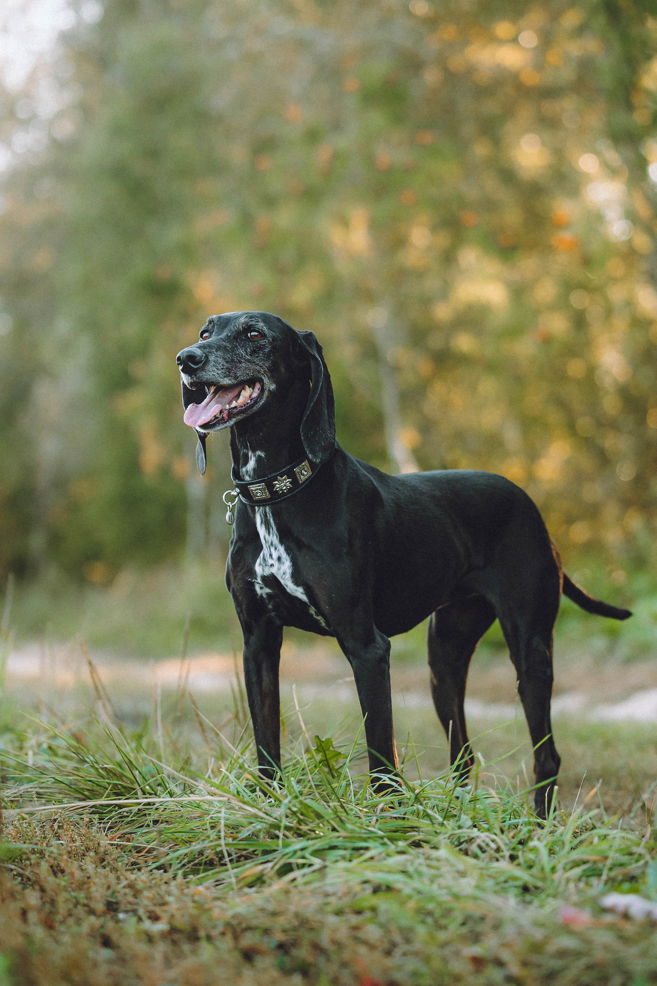 Камри и Пафи