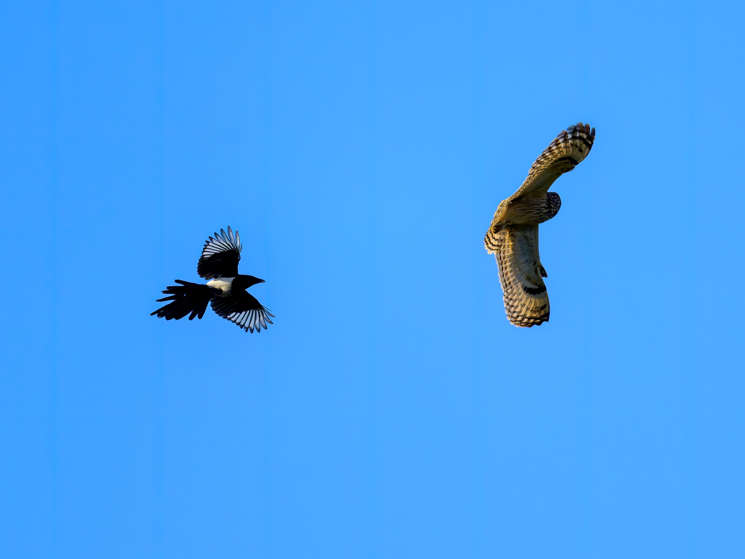 Совы и сороки. Wildlife photography by Sergey Puponin