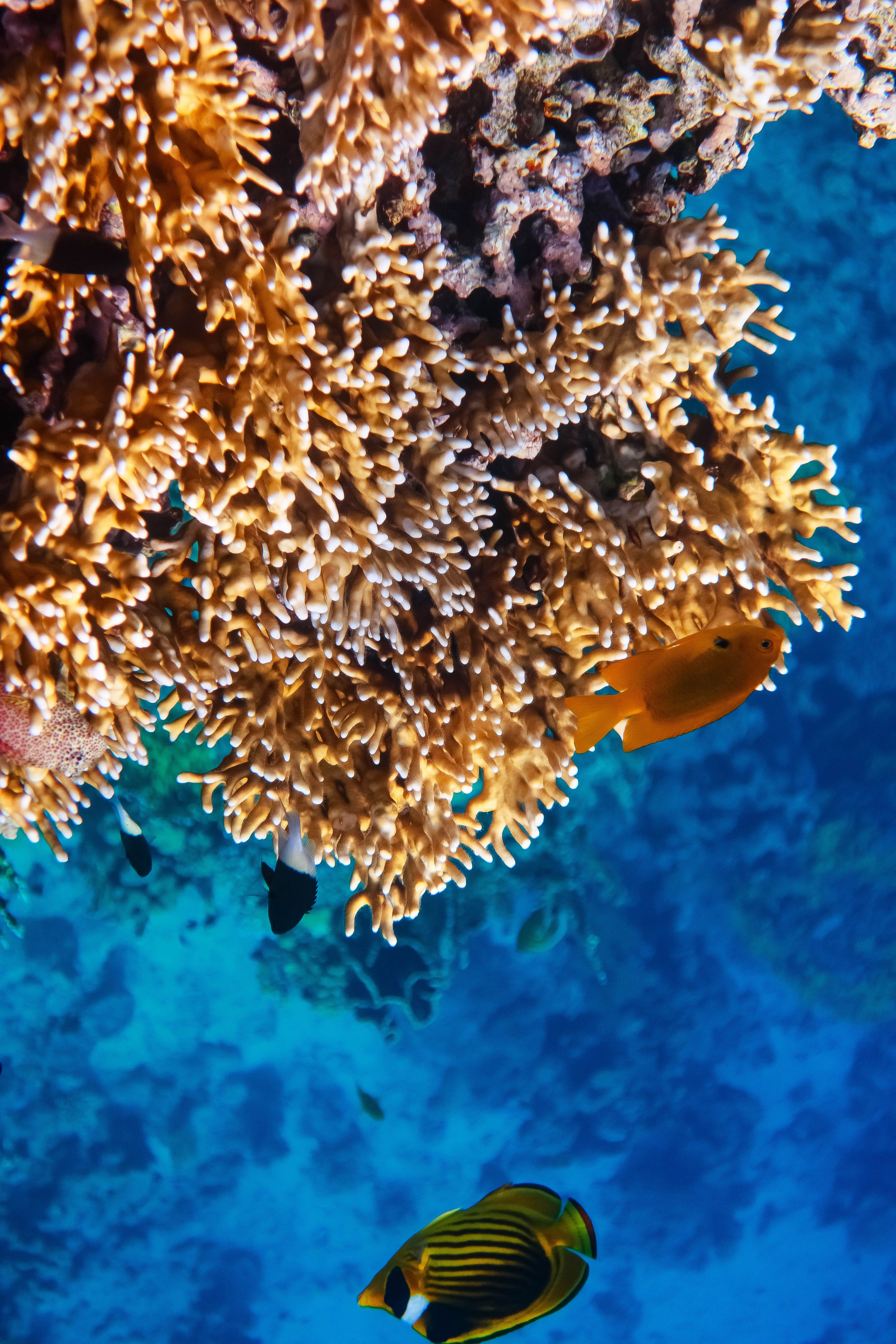 Fish. Фотограф Светлана Голицына