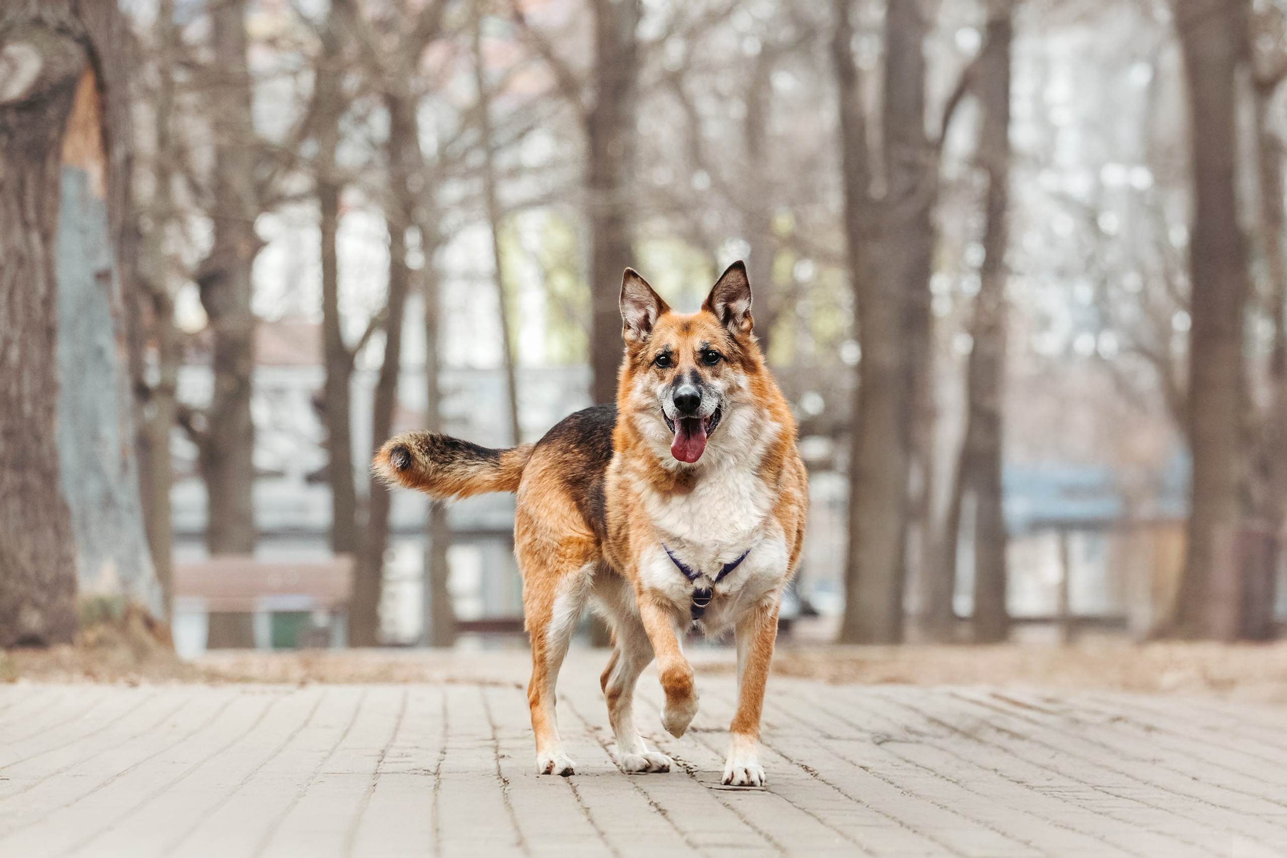 Собаки из приюта Дубовая роща весна 2025. Фотограф-анималист Татьяна Степанова