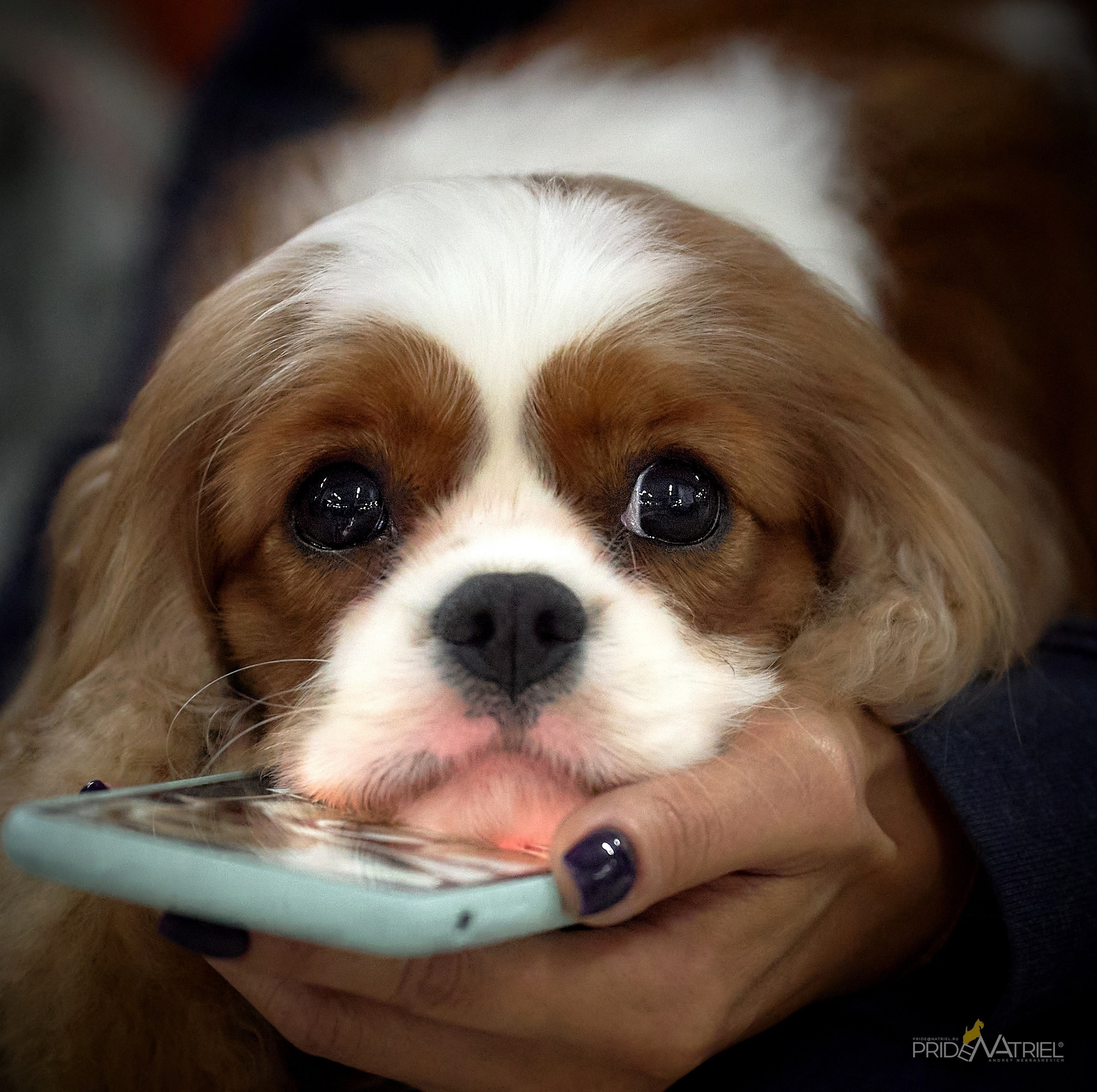 Картинки с выставки — галерея NATRIEL