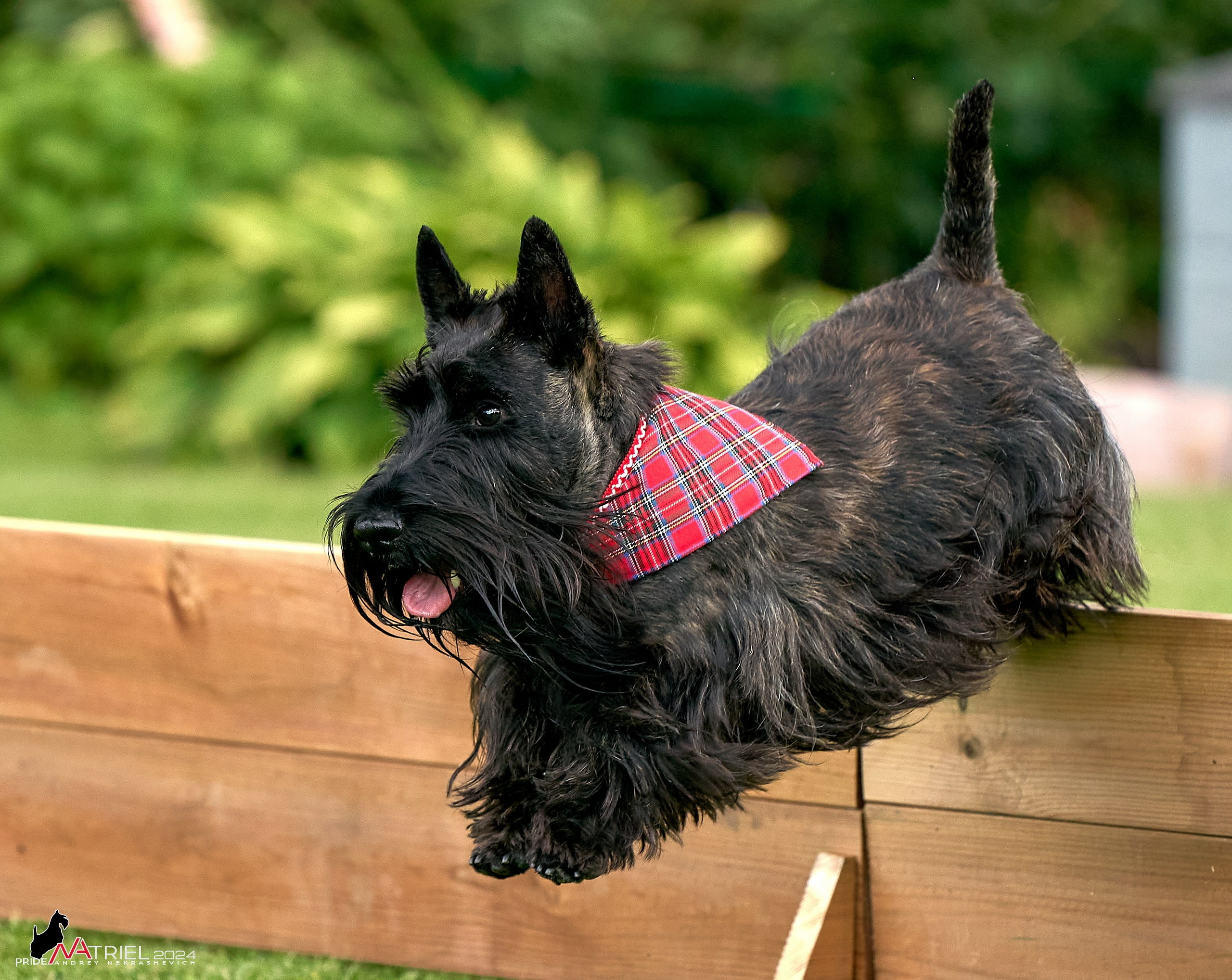 Скотчесемья «ИмпериалИти»