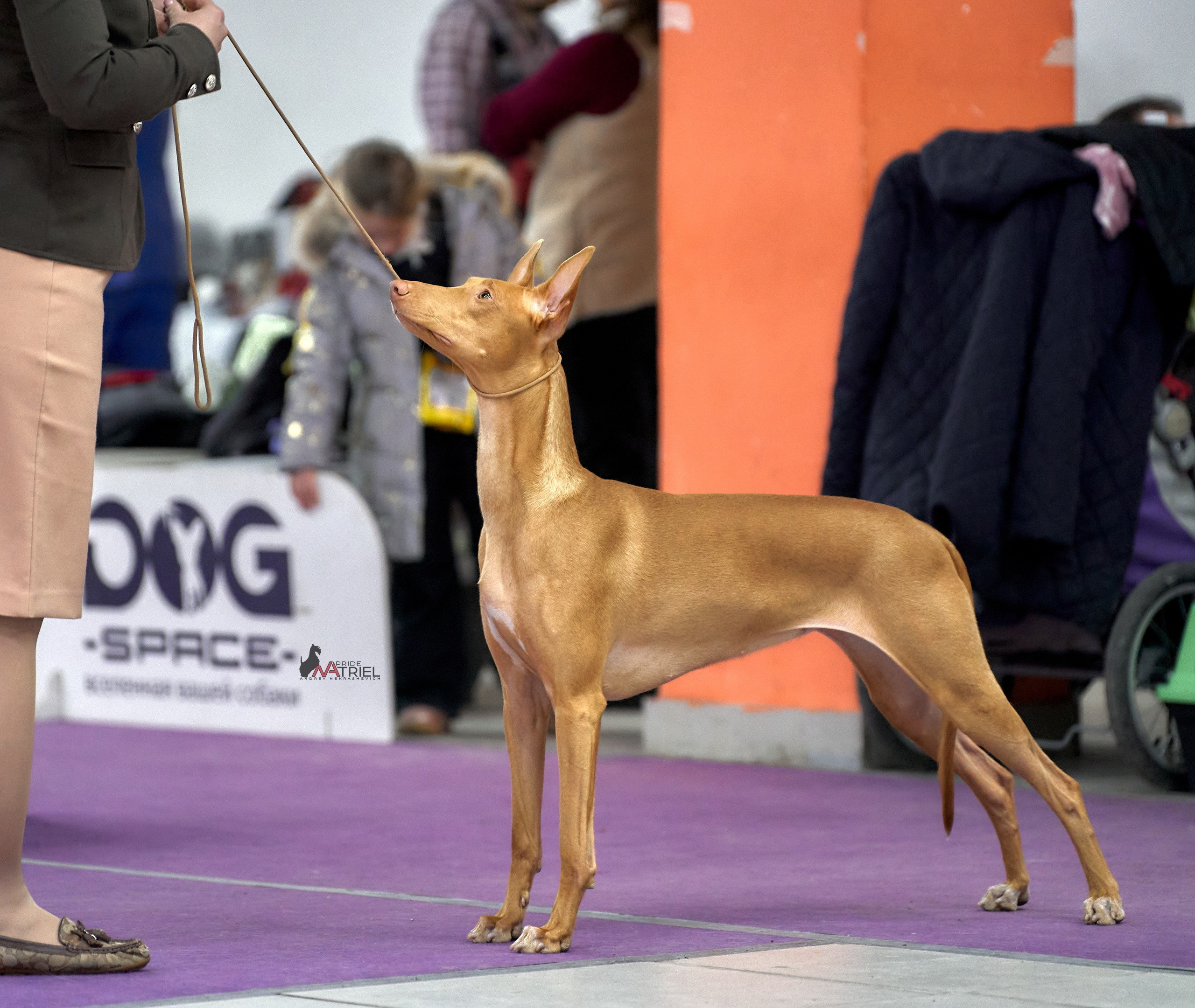 Работа в рингах — галерея NATRIEL