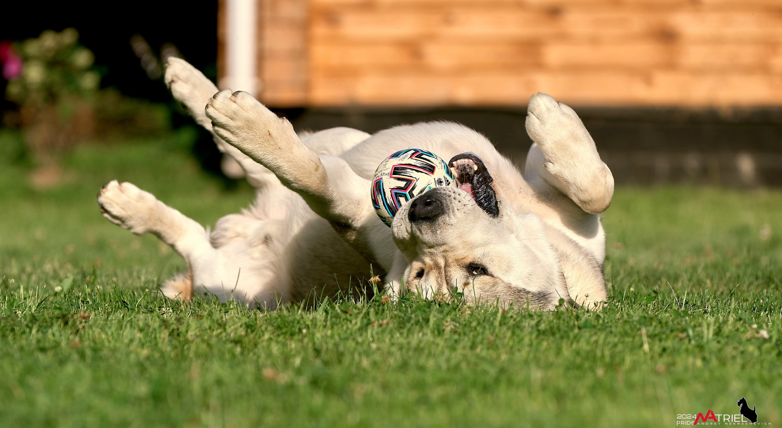 Съемка собак с выездом к Вам в дом