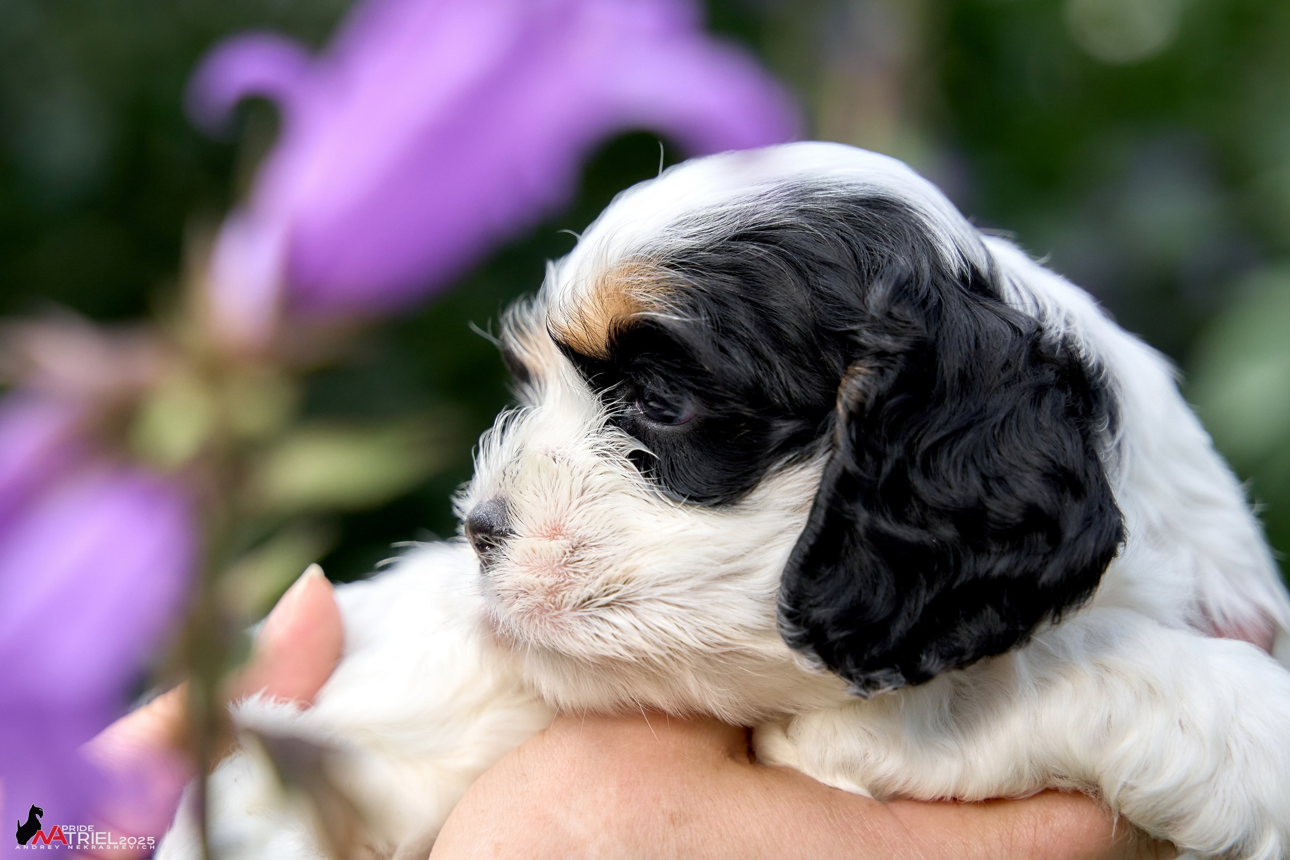 Щенки АмКокеров