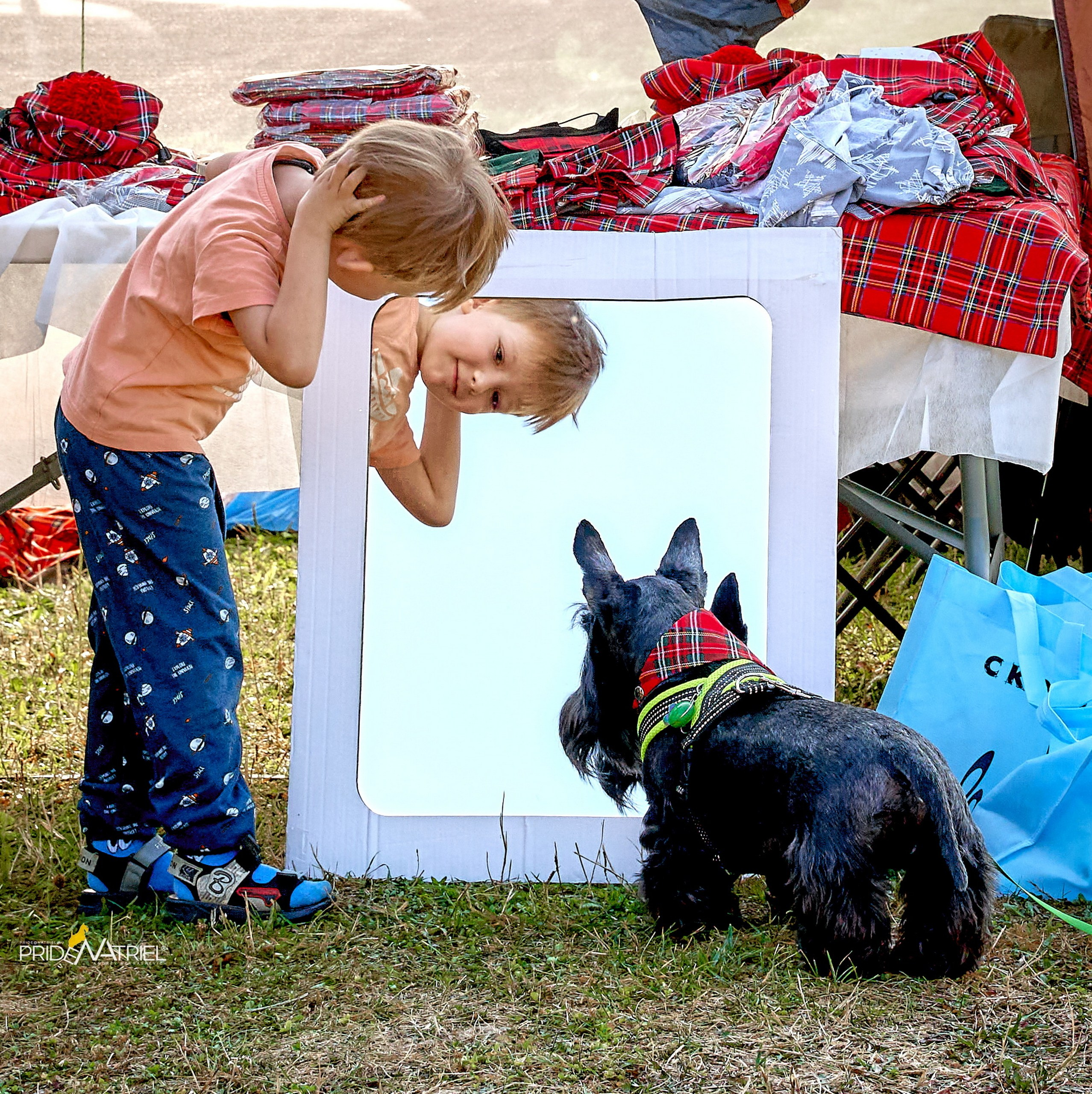 Мероприятия с собаками — галерея NATRIEL