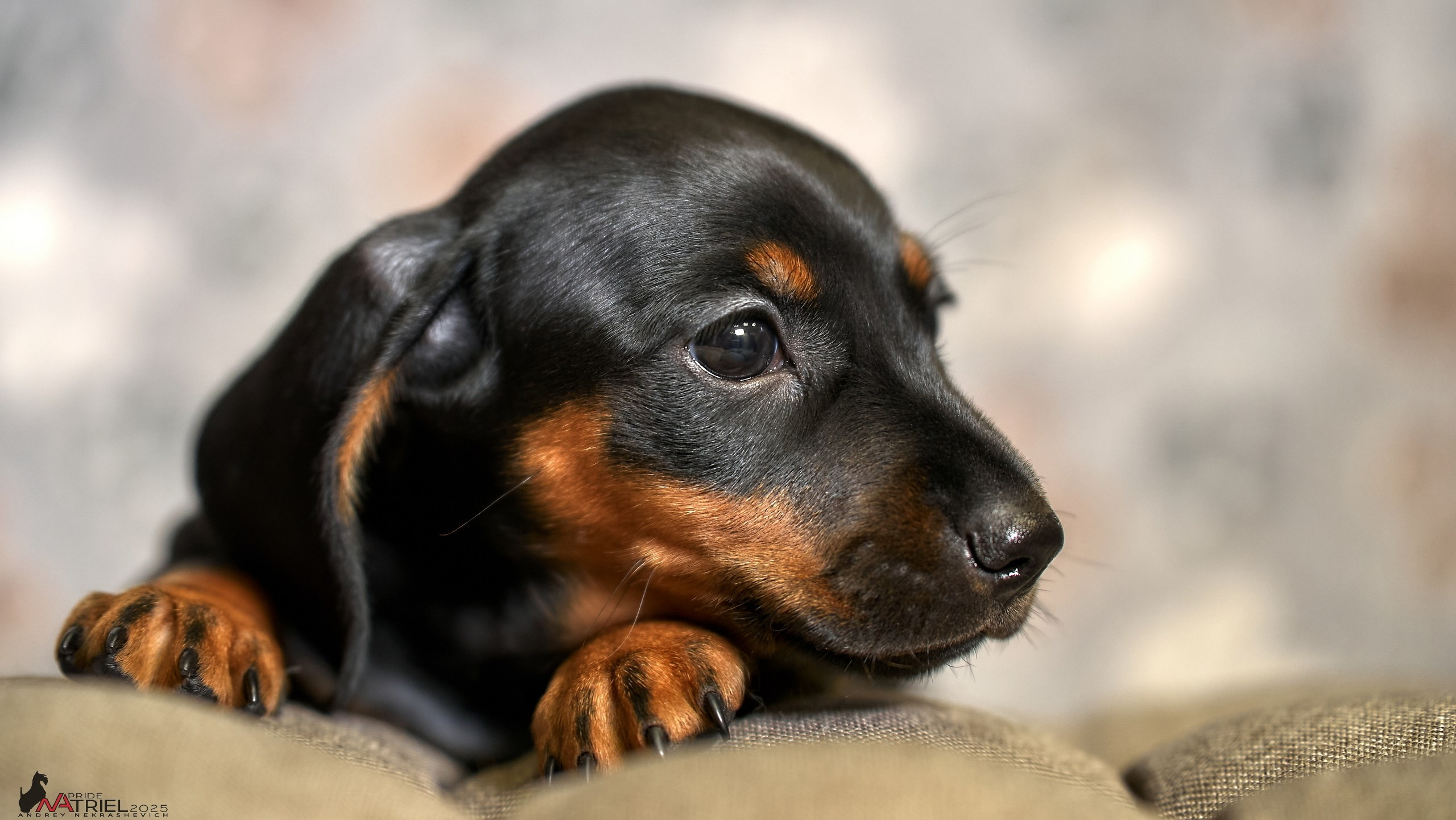 Съемка щенков таксы с мобильным светом