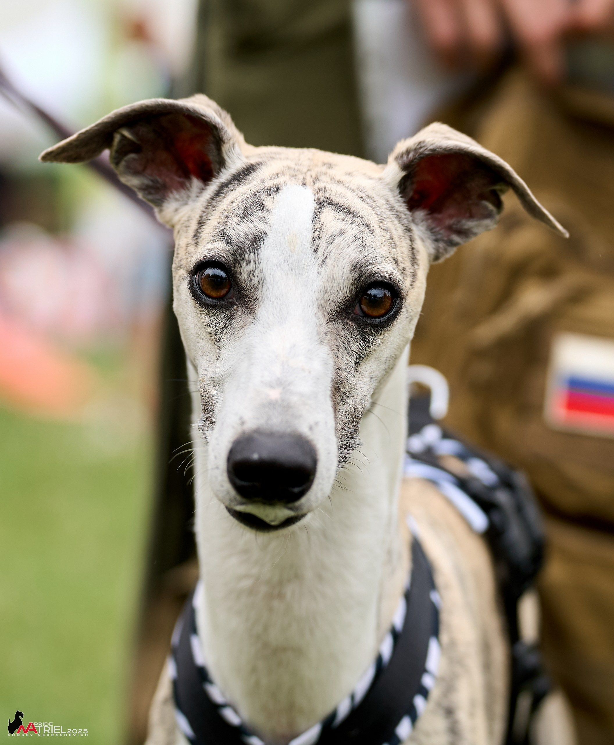 Russian Extreme Dog Trail — 2025