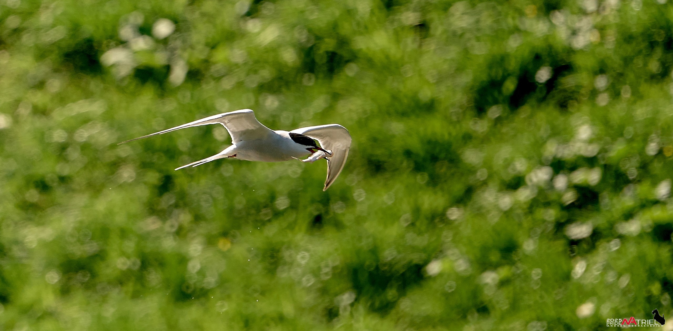 Птички и цветочки