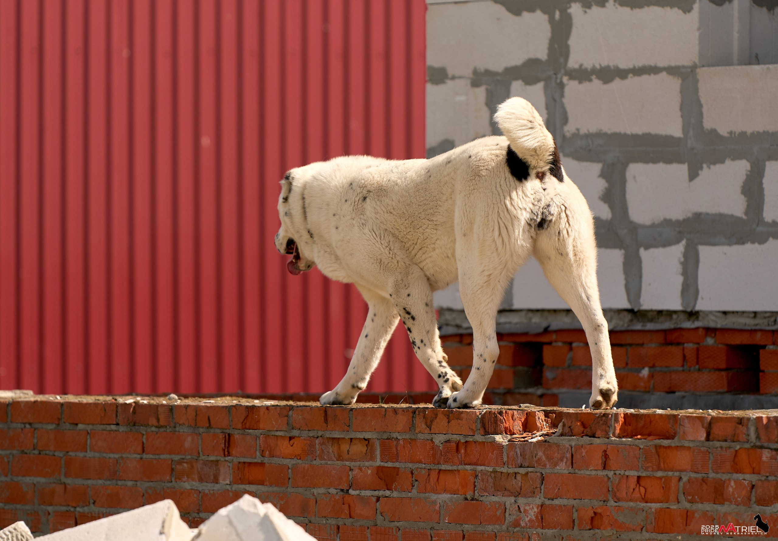 Съемка в питомнике