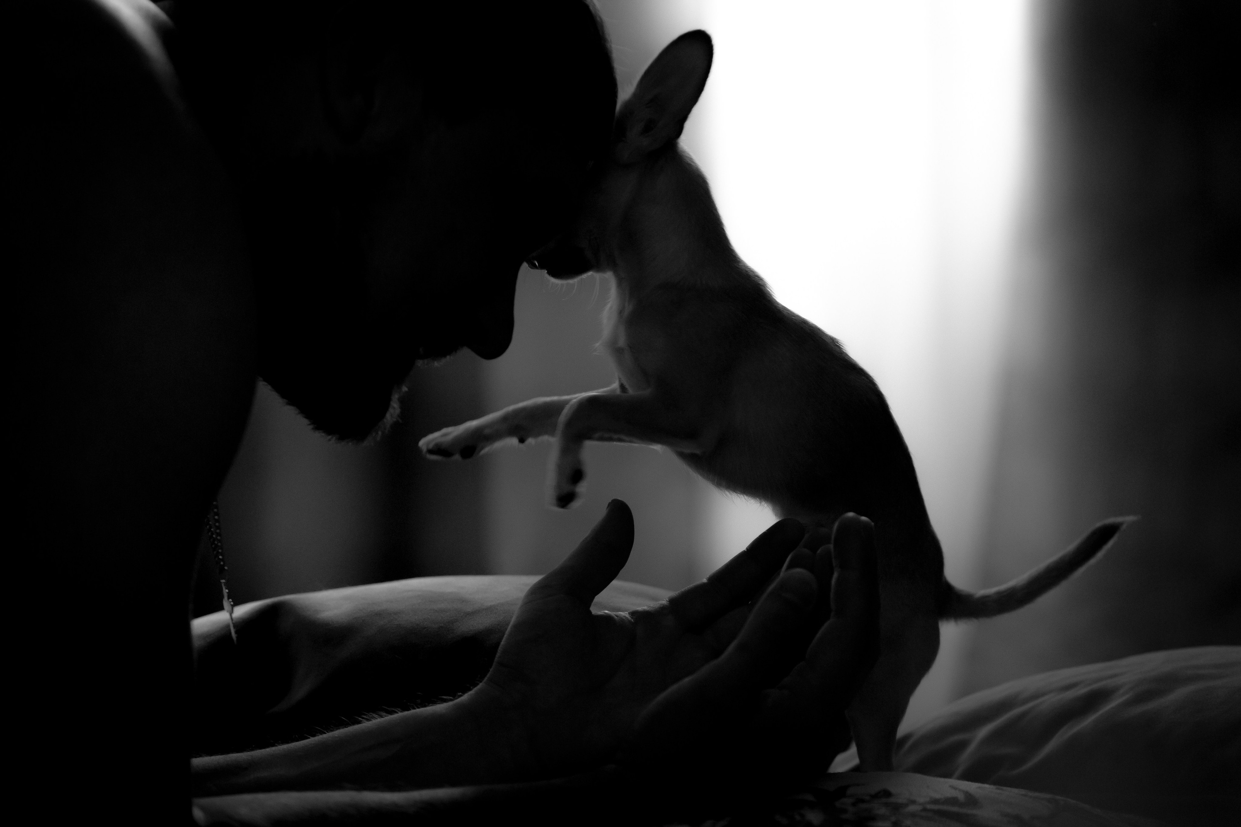 Люди и собаки в студии — галерея NATRIEL