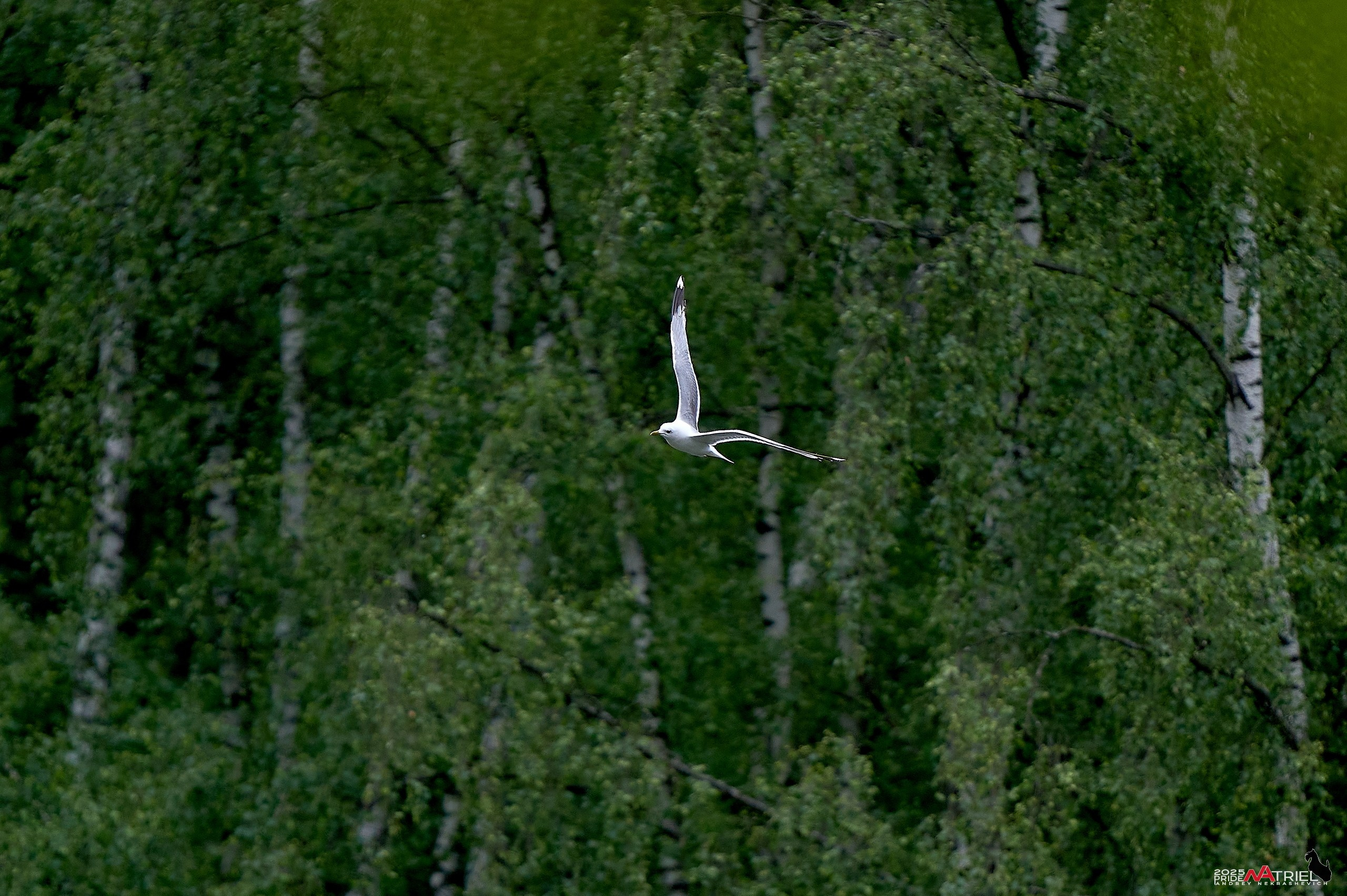 Съемка в парке на воде