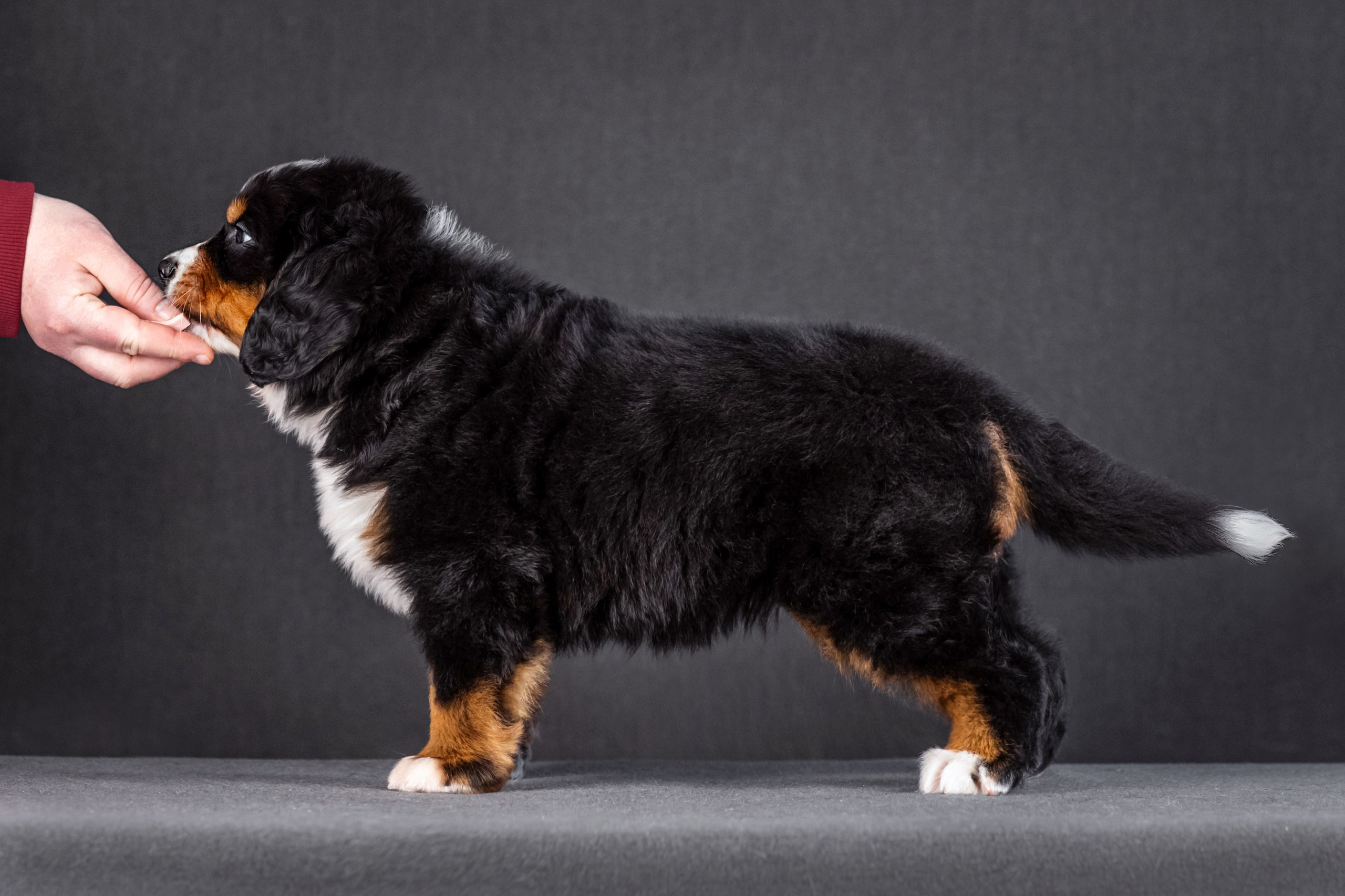 Берны. Фотограф анималист Аня Ливанова | Рыбинск