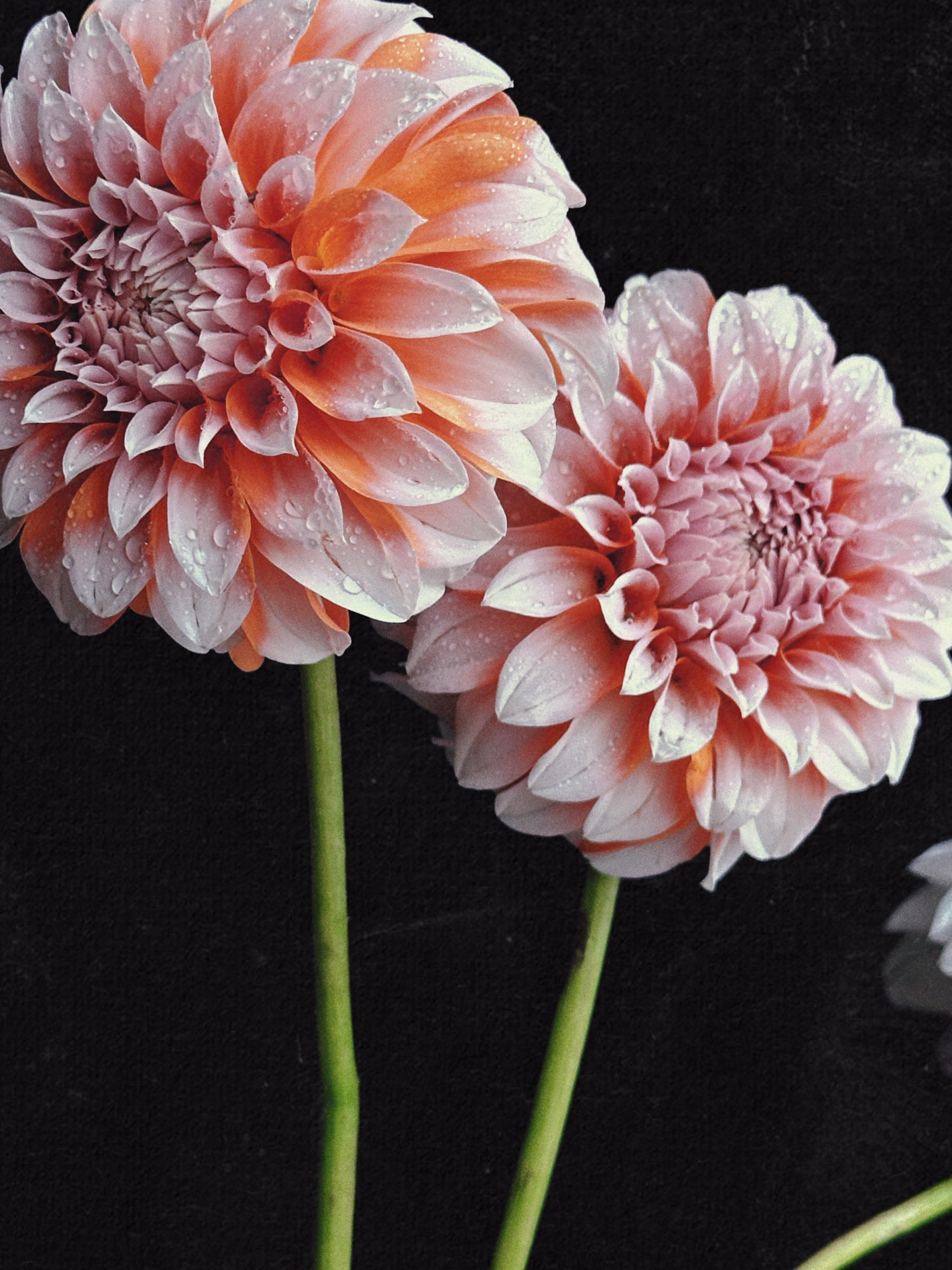 Предметная съёмка. Чувственный мобильный фотограф в Казани и Сочи Дьяченко Дарья