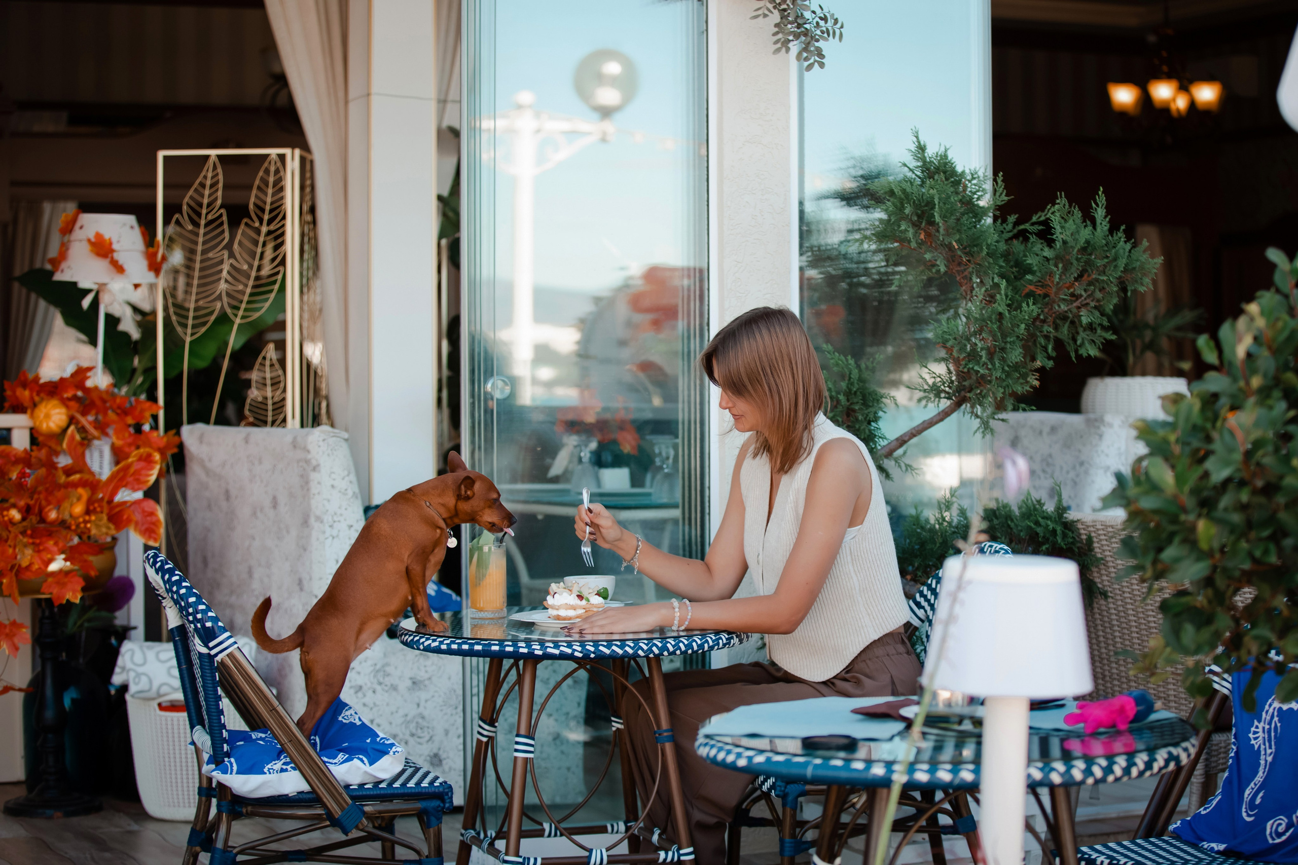 Цвергпинчер в Геленджике. Фотограф-анималист в Краснодаре Маша Мельникова