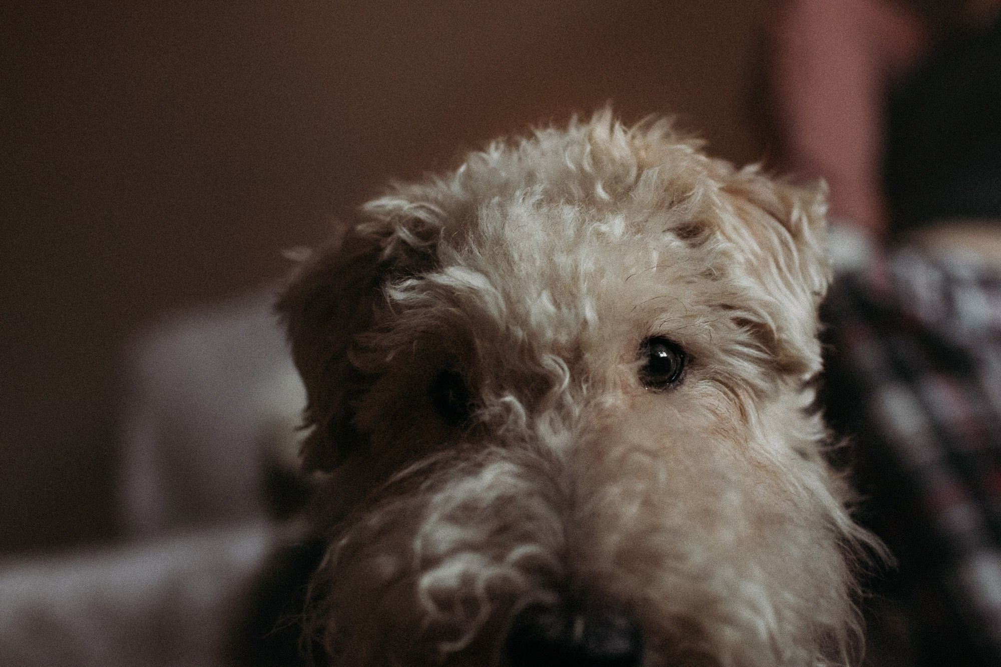 Ребята и фоксы. Фотограф Наталья Потапова