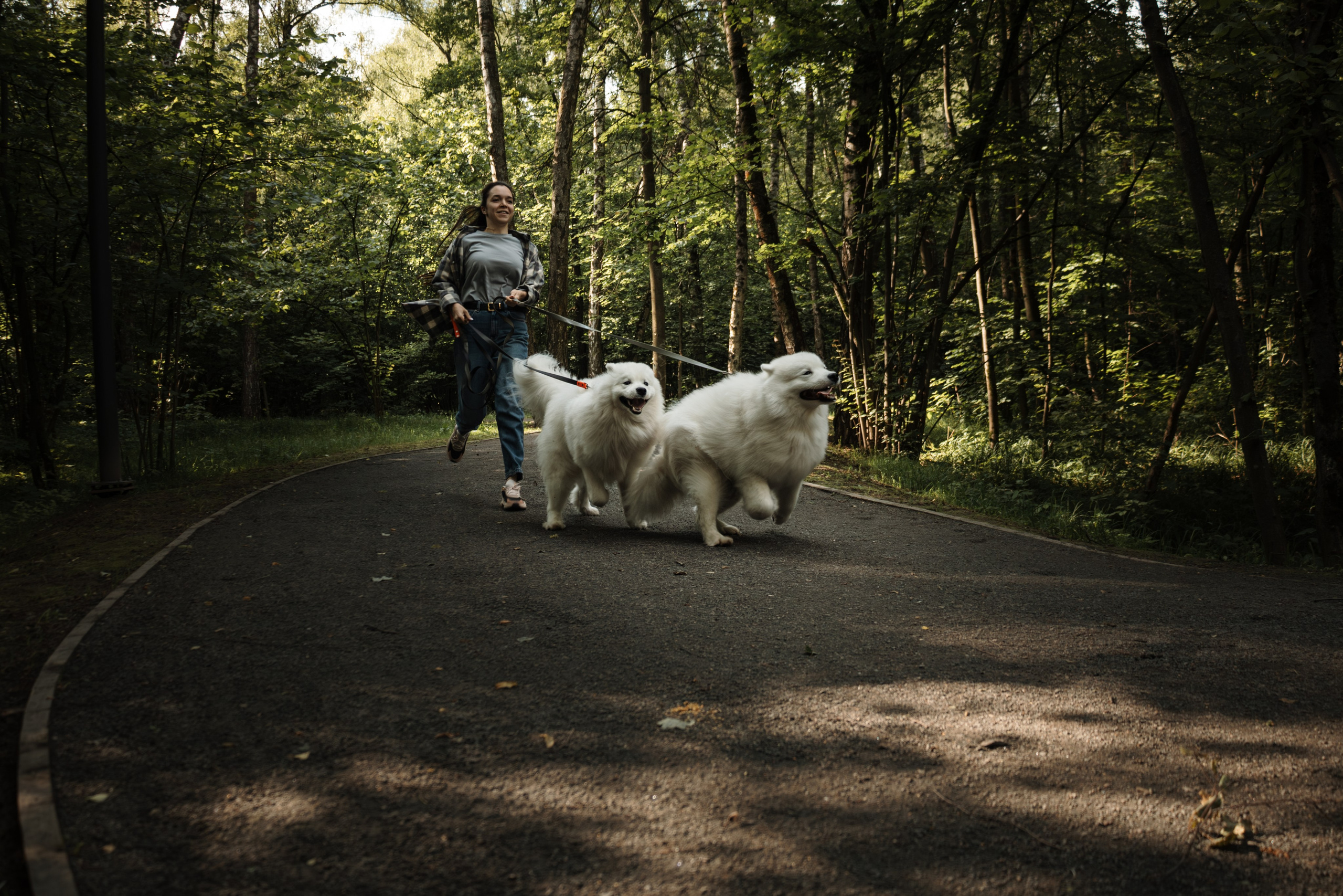 Фотосессия девушки с 2 собаками самоедами в лесопарке. Фотограф-анималист в Москве Екатерина Тихонова