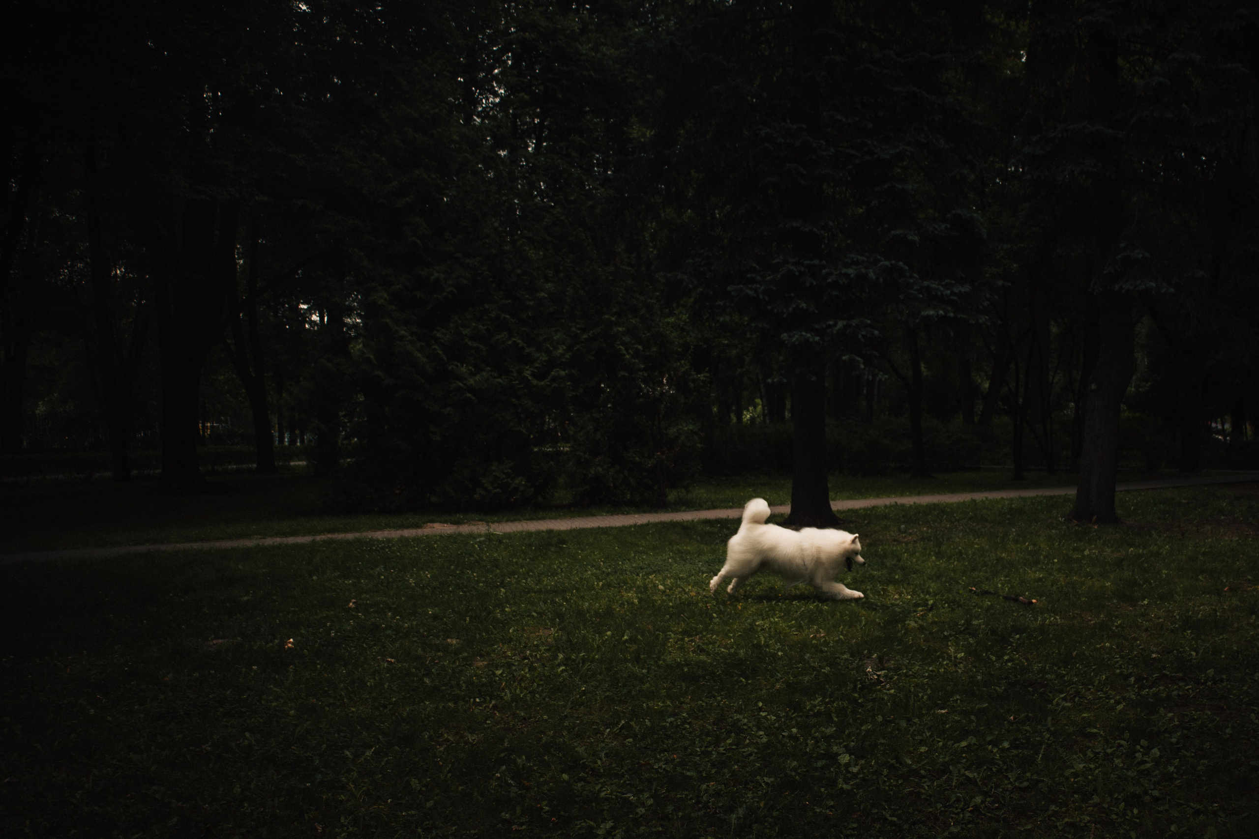 Прогулочная фотосессия девушки в парке с собакой самоедом. Фотограф-анималист в Москве Екатерина Тихонова