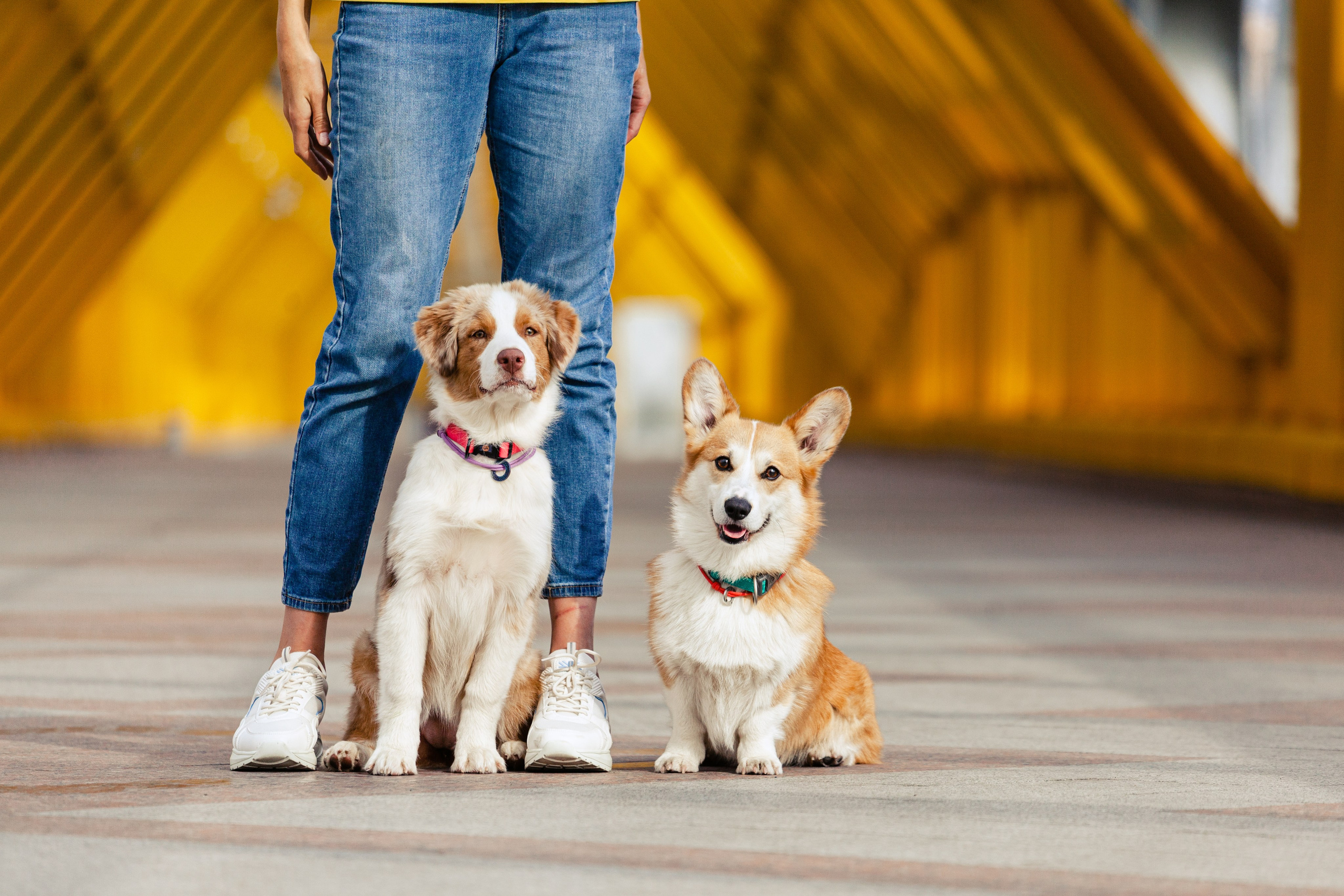 Андреевский мост. Фотограф-анималист Татьяна Степанова