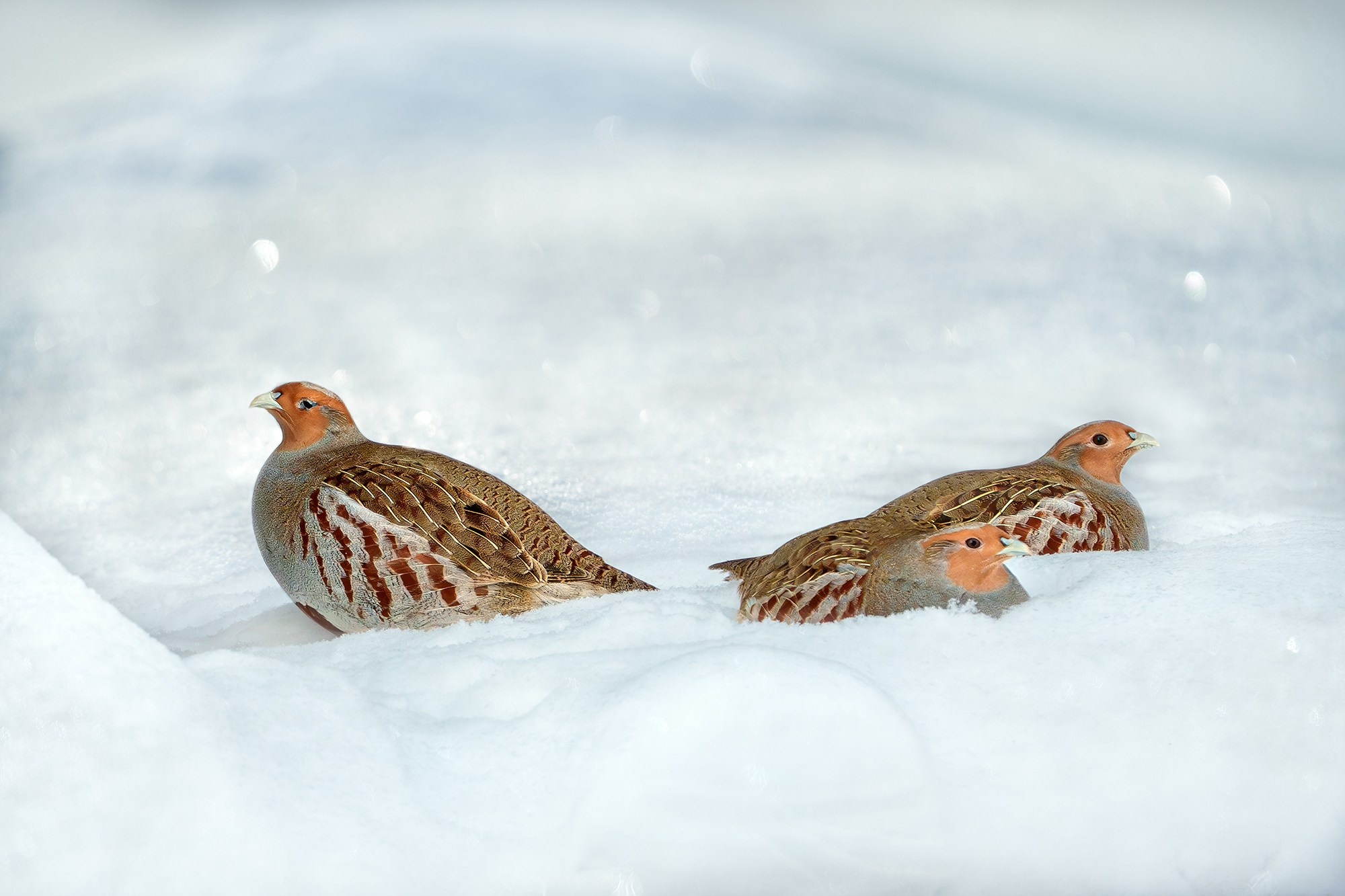 Удивительные мир птиц. Вокруг нас столько прекрасного — присмотритесь!. Ваш личный фотограф Марина Волкова