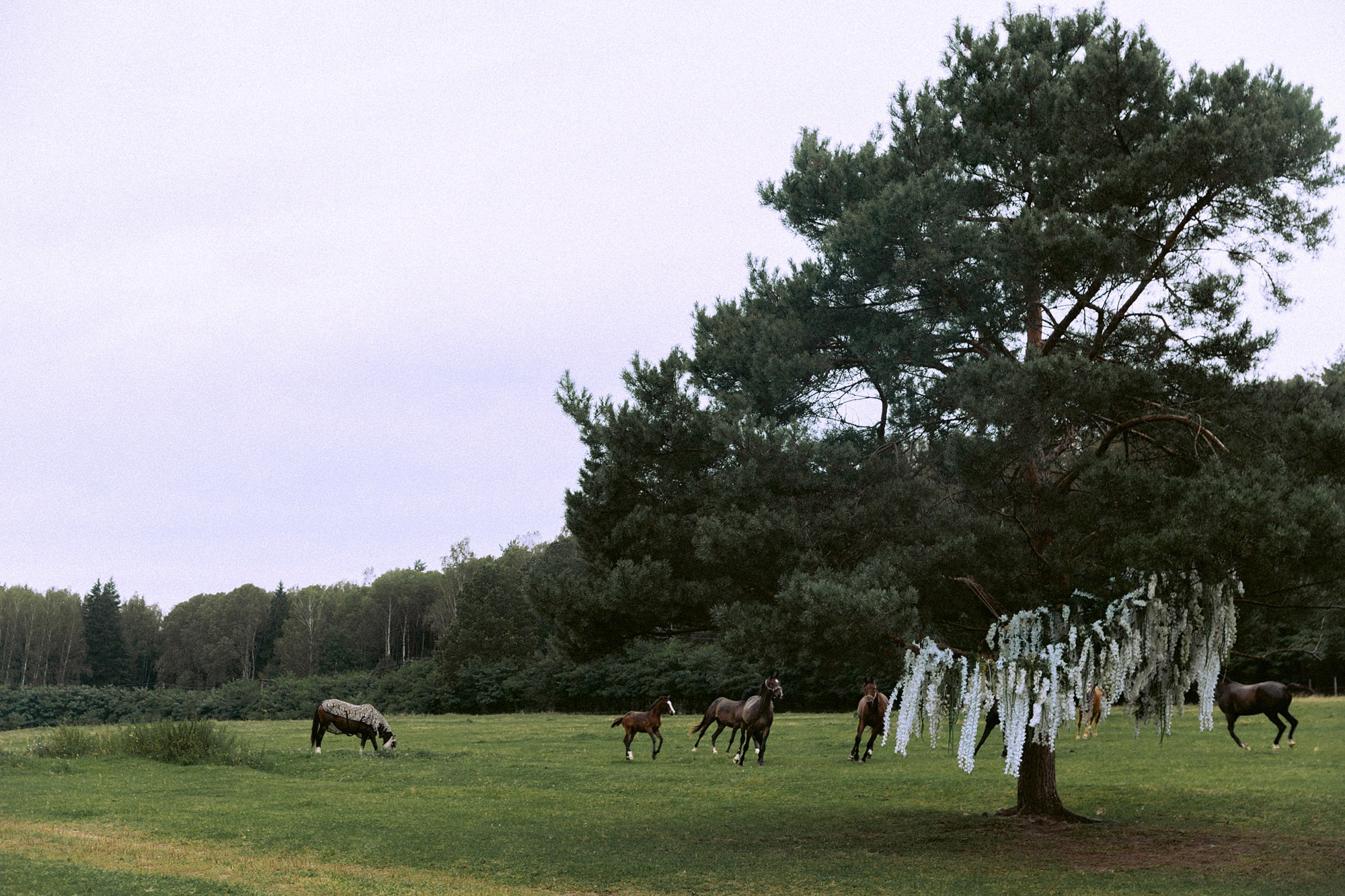Polyana Country Club. Семейный и свадебный фотограф в Москве и МО Женя Истинова