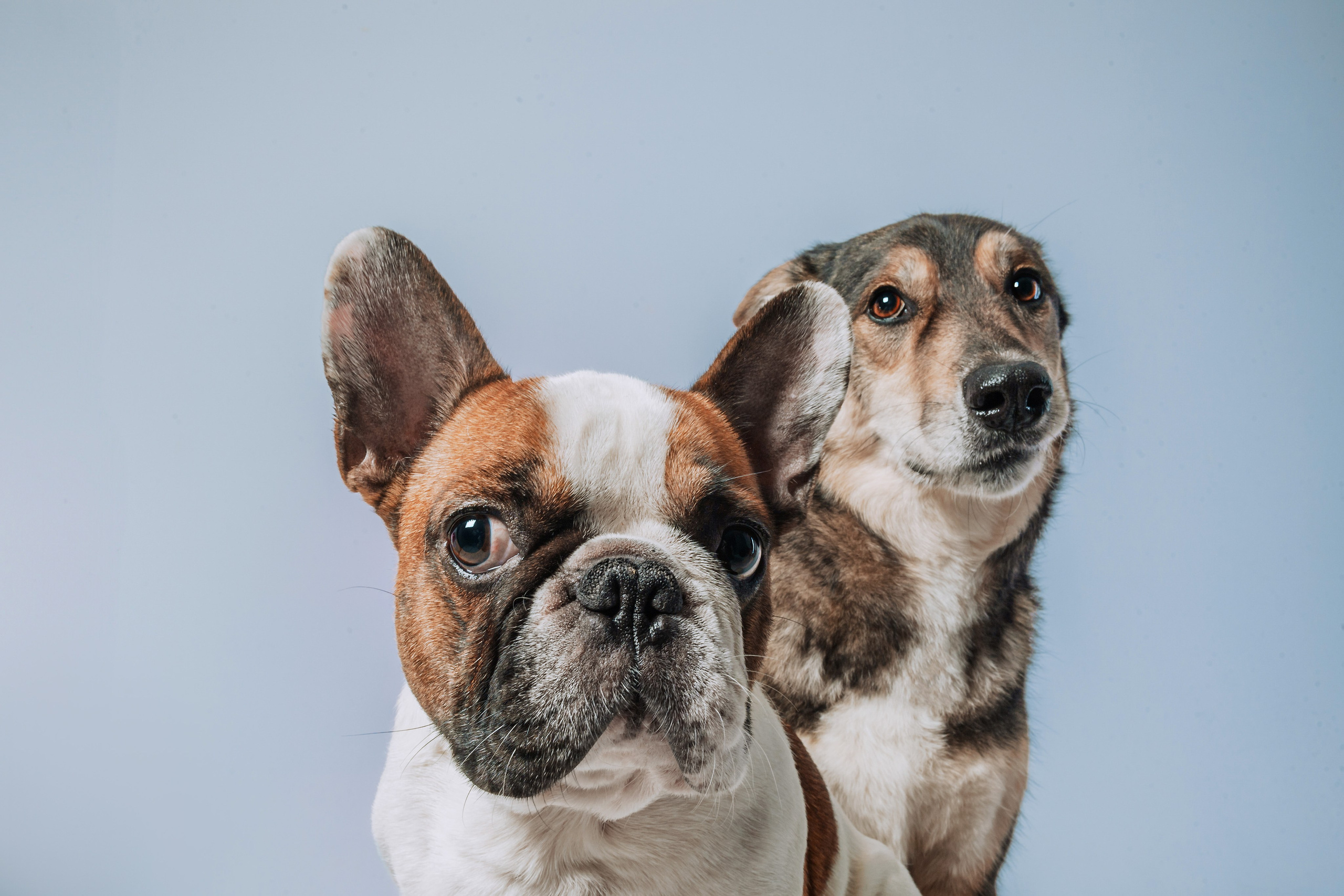 Студийная фотосессия с цветным светом. Фотограф-анималист Татьяна Степанова