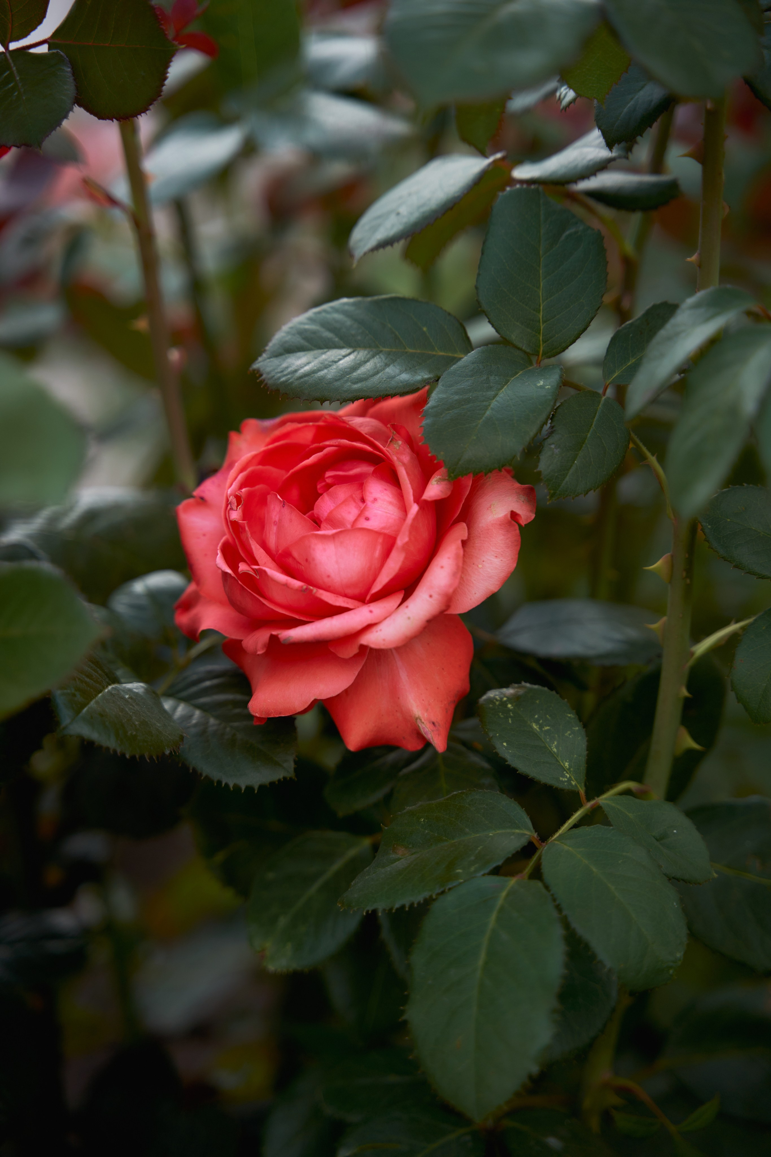 Love Story в Шато Андре. ТВИНС СТУДИО — лучшие свадебные фотографы и видеографы в Краснодаре