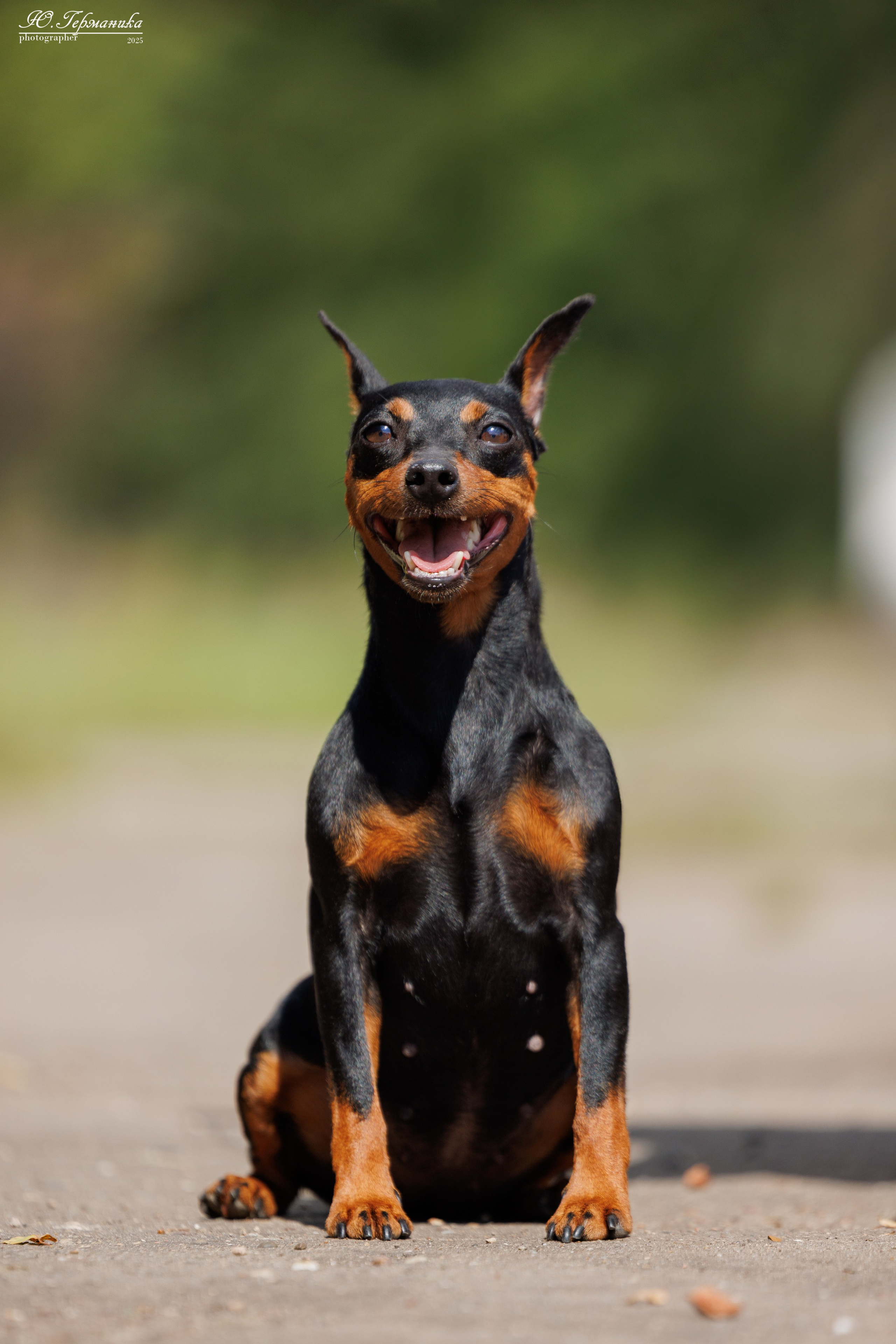 Тверь 10.08.2025. Фотограф-анималист Юлия Германика