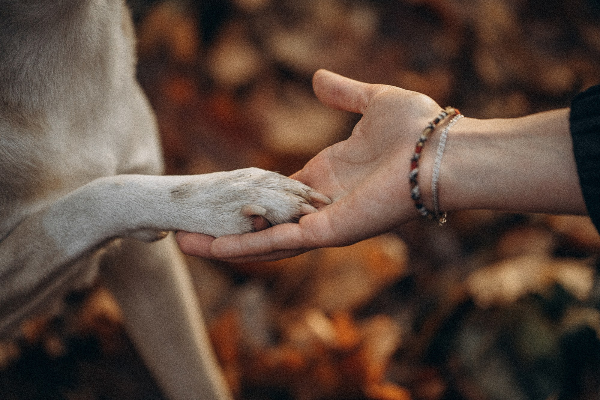 Туся. Фотограф анималист в Москве и Санкт-Петербурге Свиридова Анна