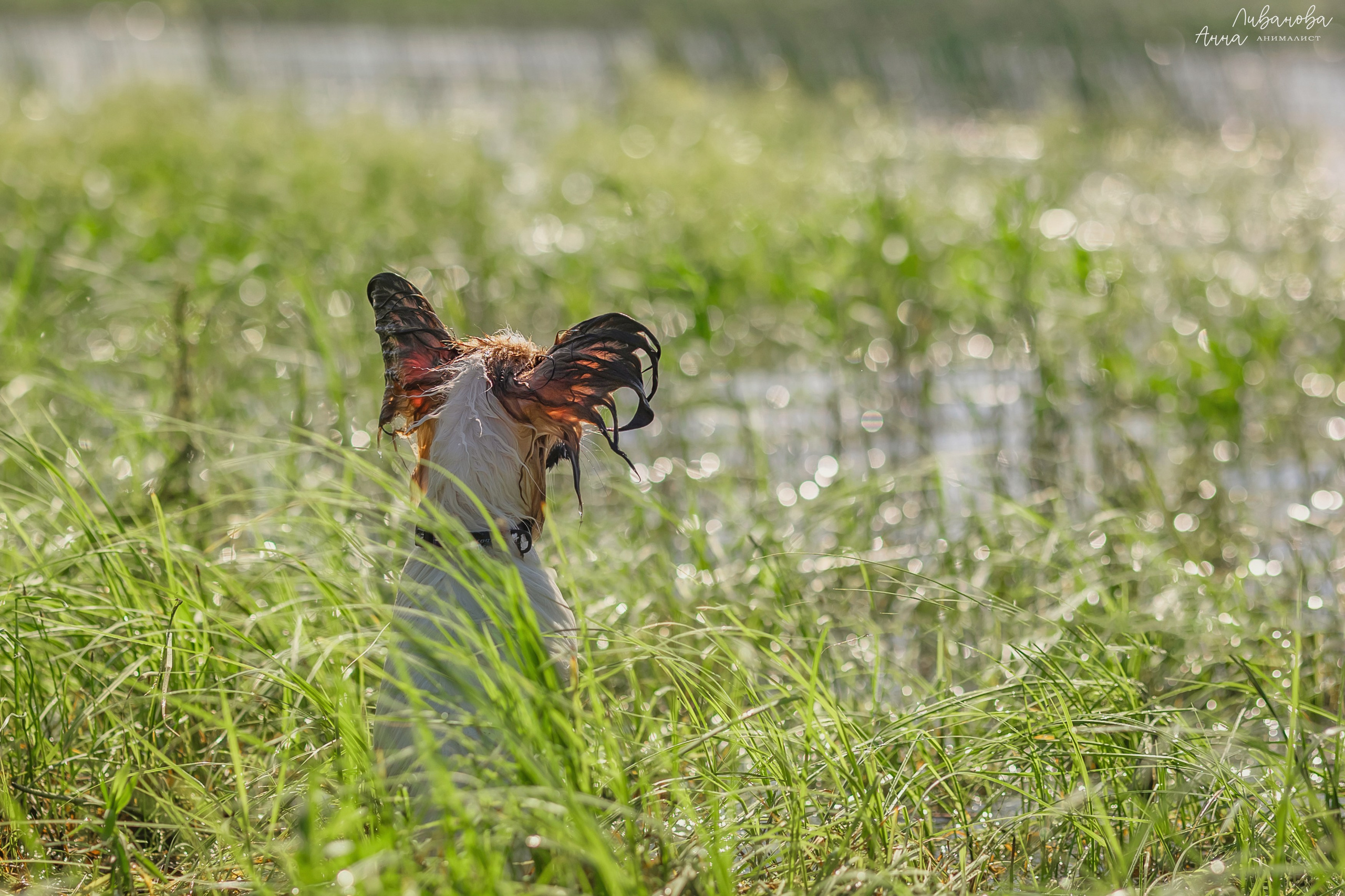 Хьюстон. Фотограф анималист Аня Ливанова | Рыбинск