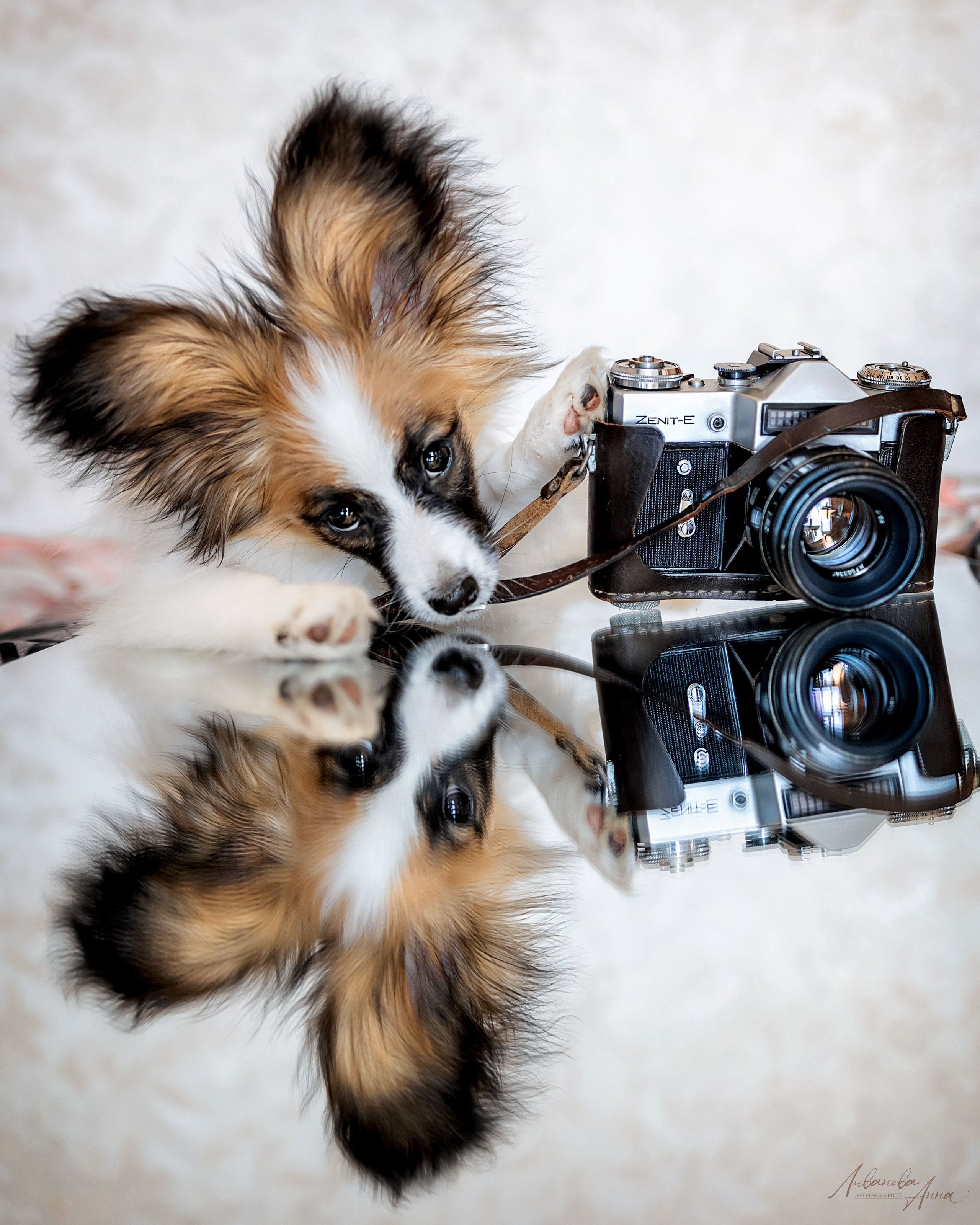 Хьюстон. Фотограф анималист Аня Ливанова | Рыбинск