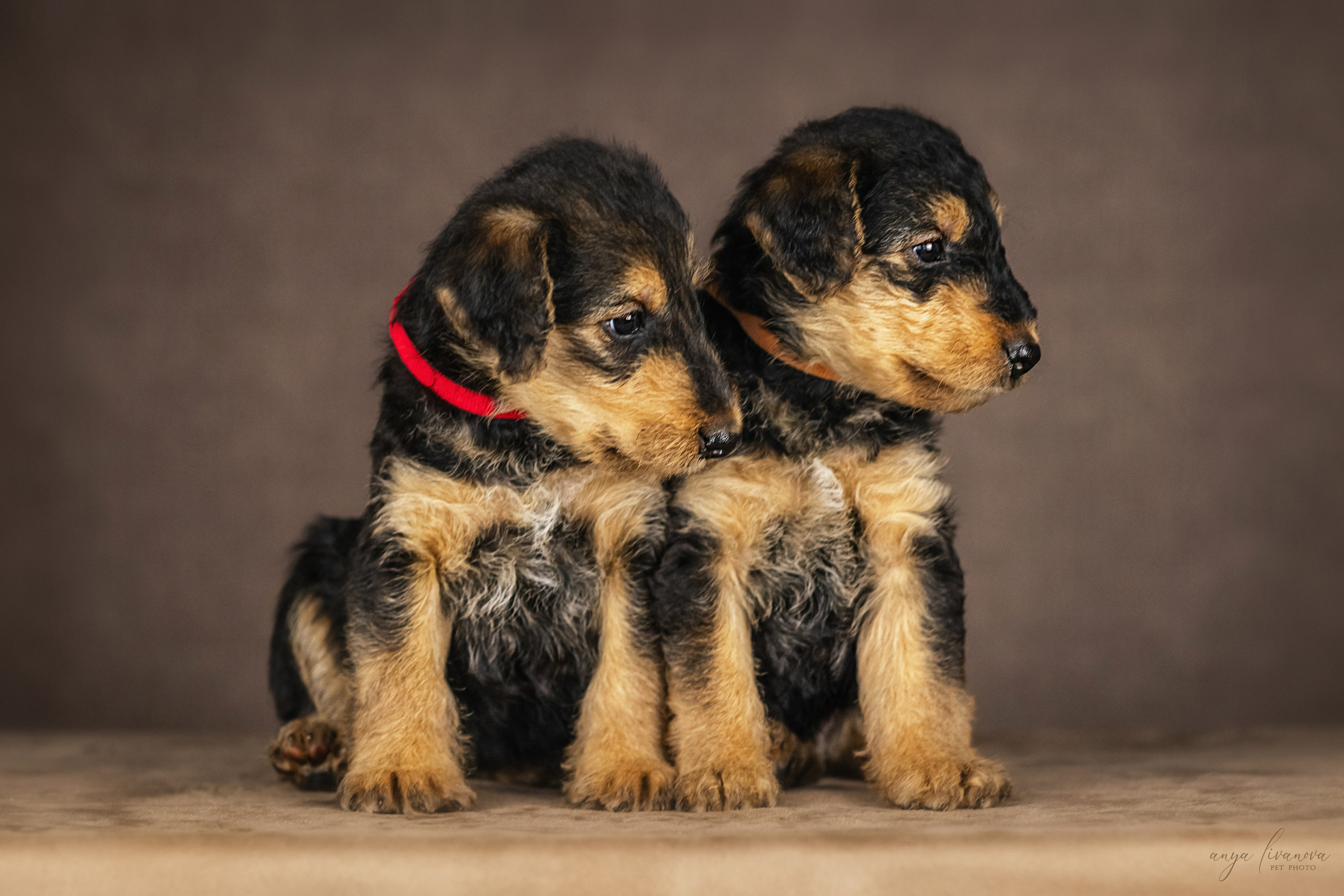 Эрдели. Фотограф анималист Аня Ливанова | Рыбинск