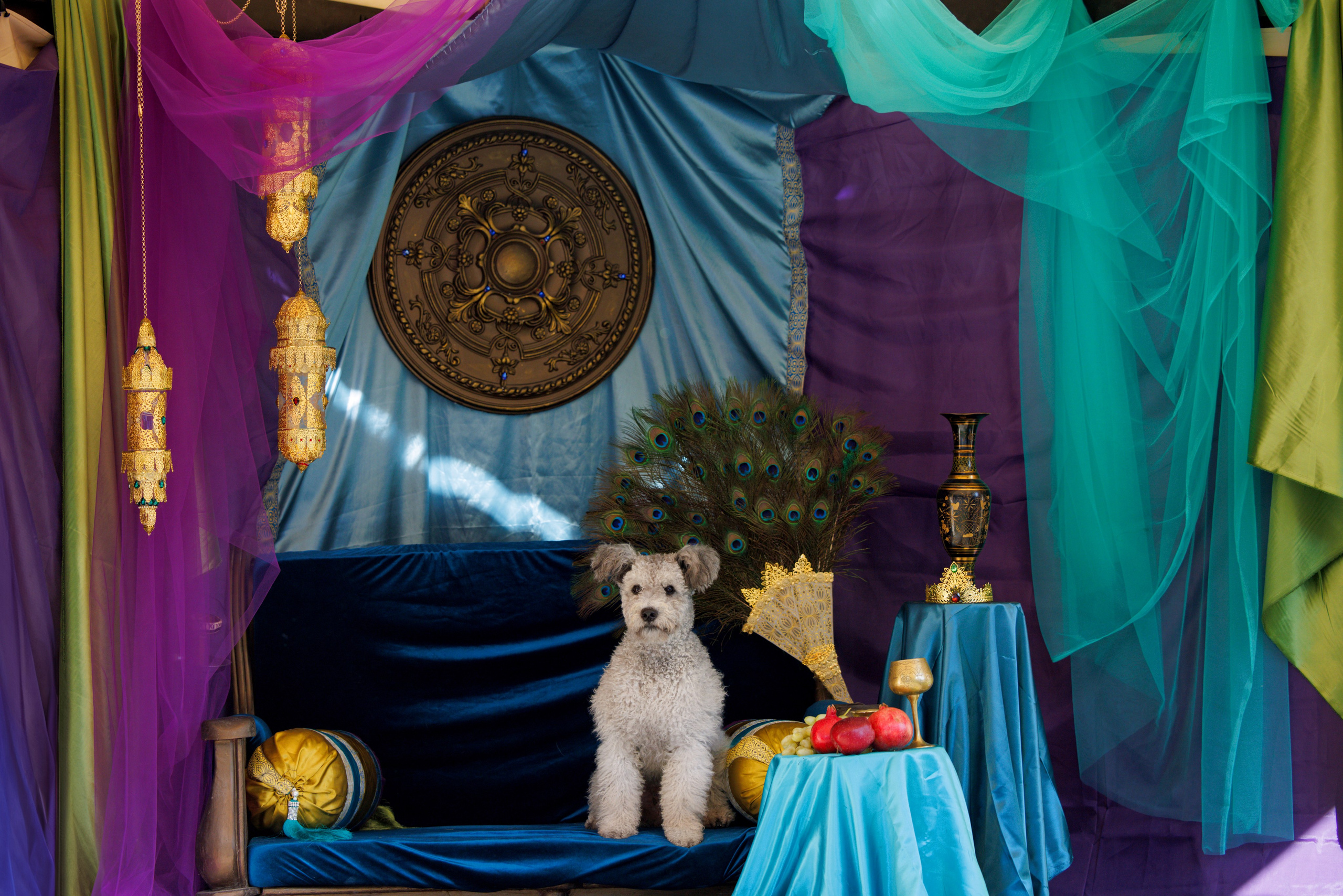 Ташкент 3хCACIB 3-5.10.2025. Фотограф-анималист Юлия Германика