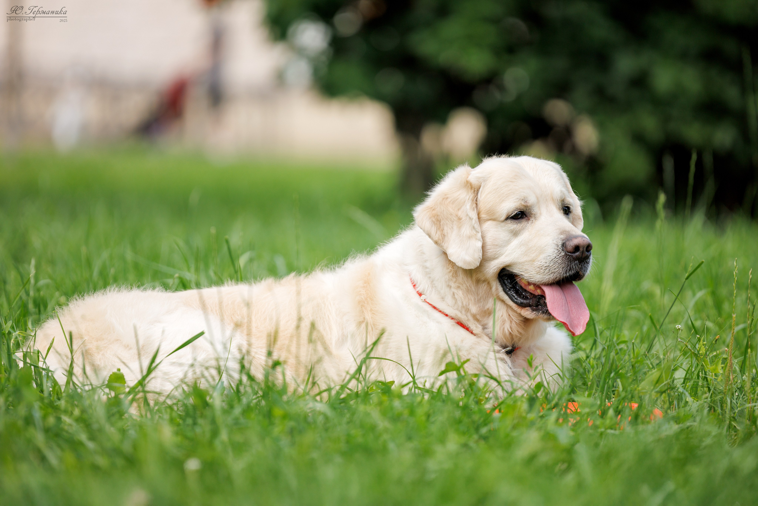 Фотосет Бригада УХ)). Фотограф-анималист Юлия Германика