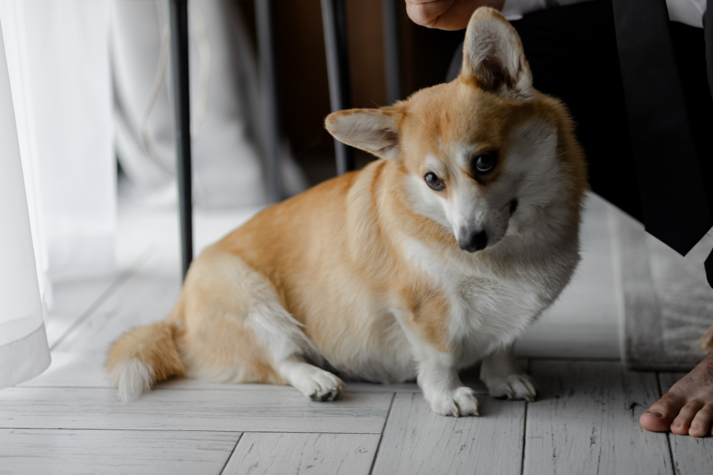 Свадьба пес и котики. Dima Lemeshevsky