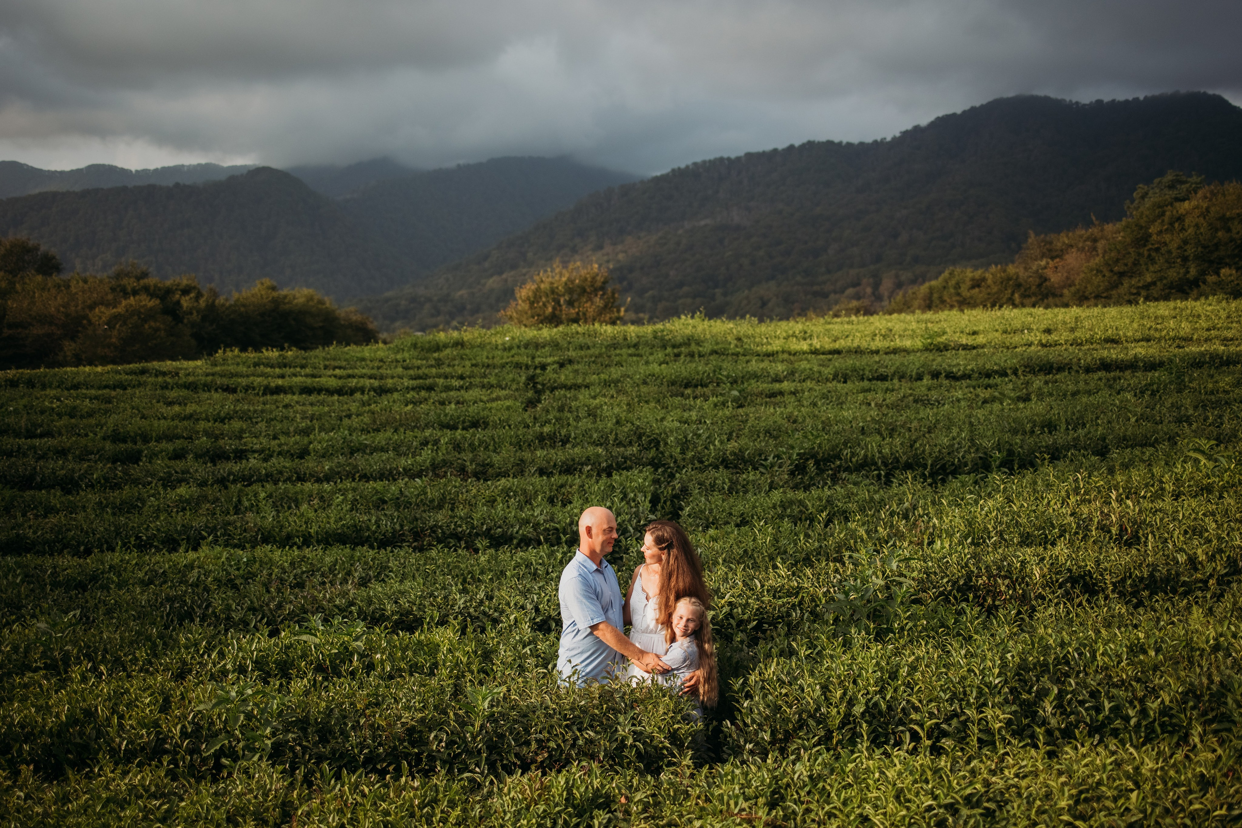 Чайные плантации мацеста. Фотограф Сочи Татьяна Зорина