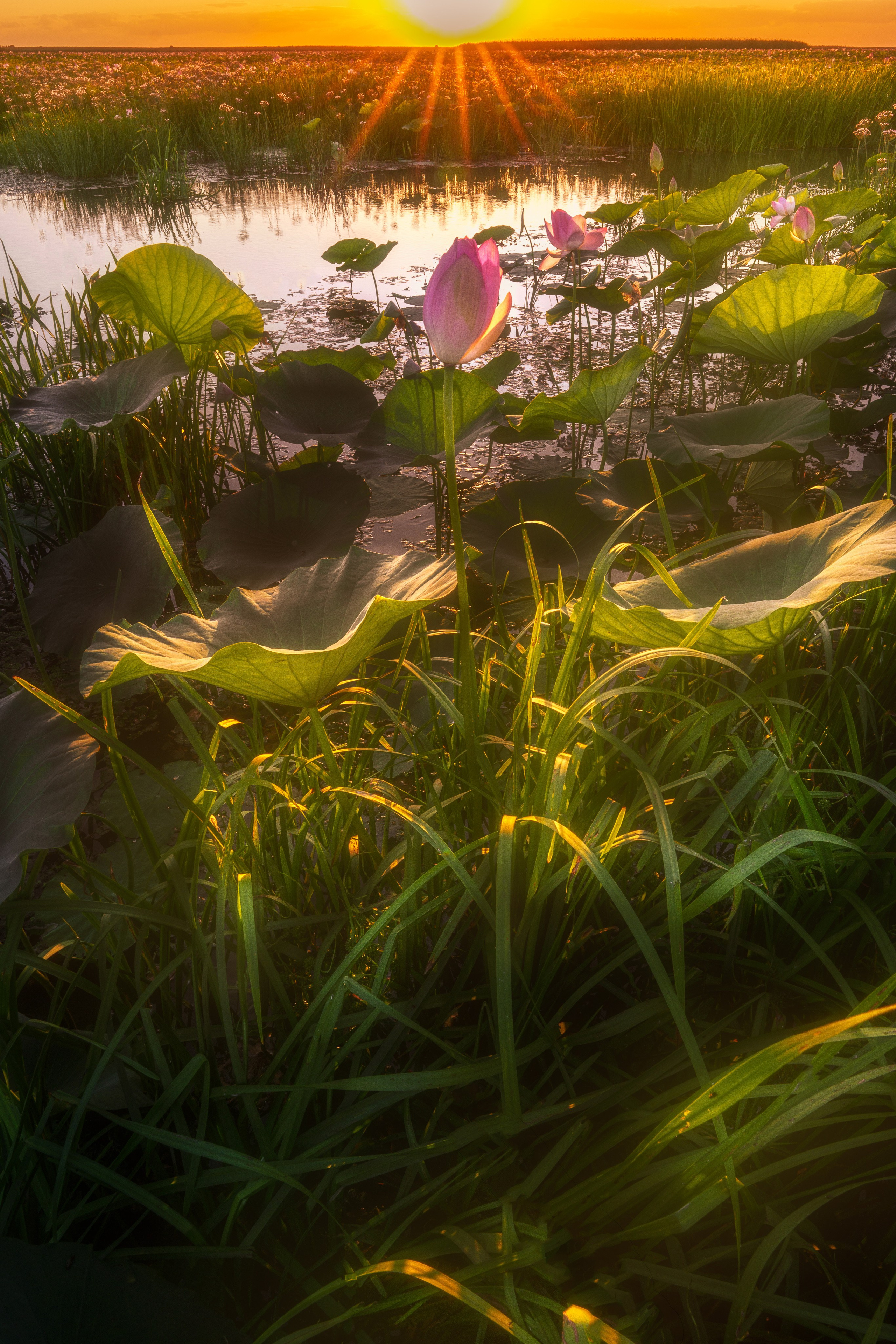 Золотые лотосы. Июль