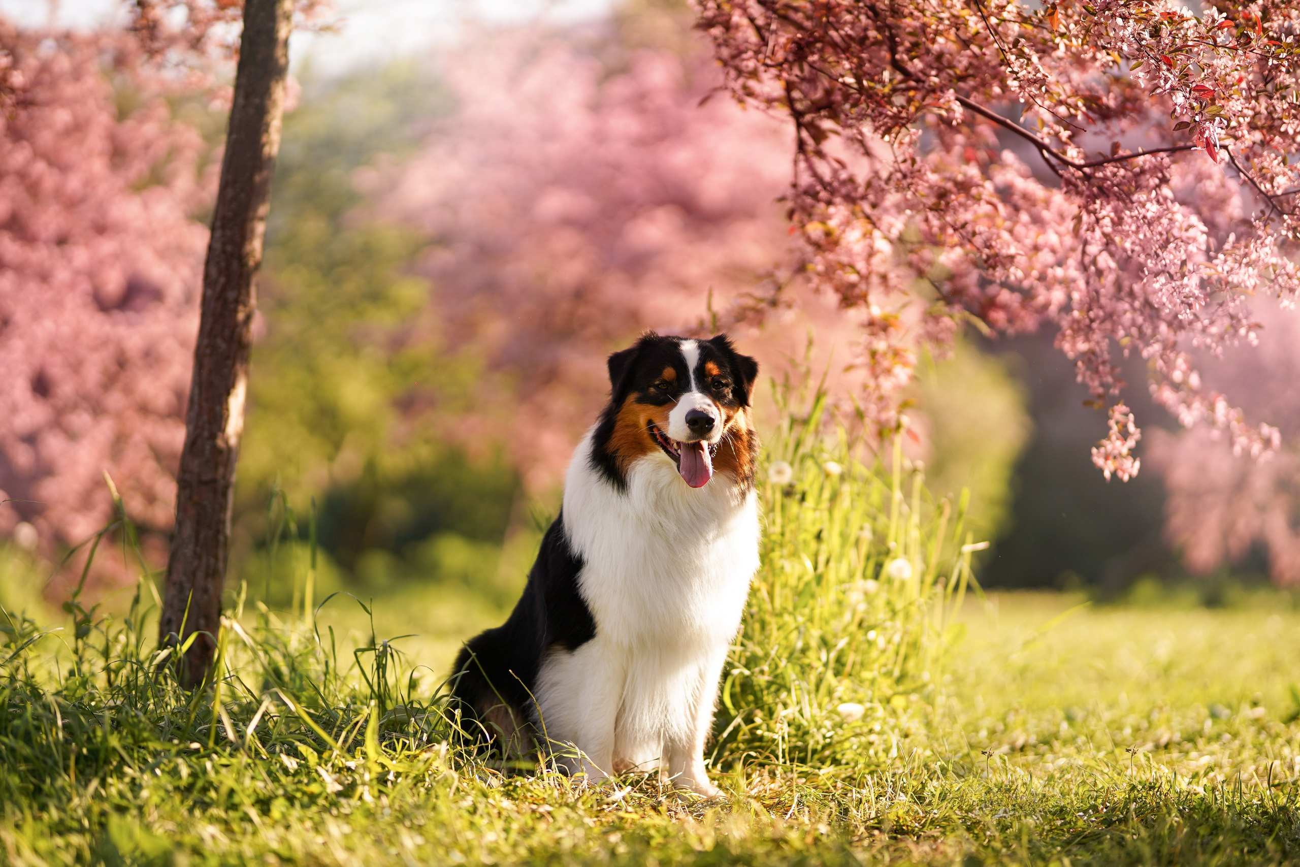 Аусси в Яблоневом саду. Фотограф-анималист в Санкт-Петербурге Яна Мартынова